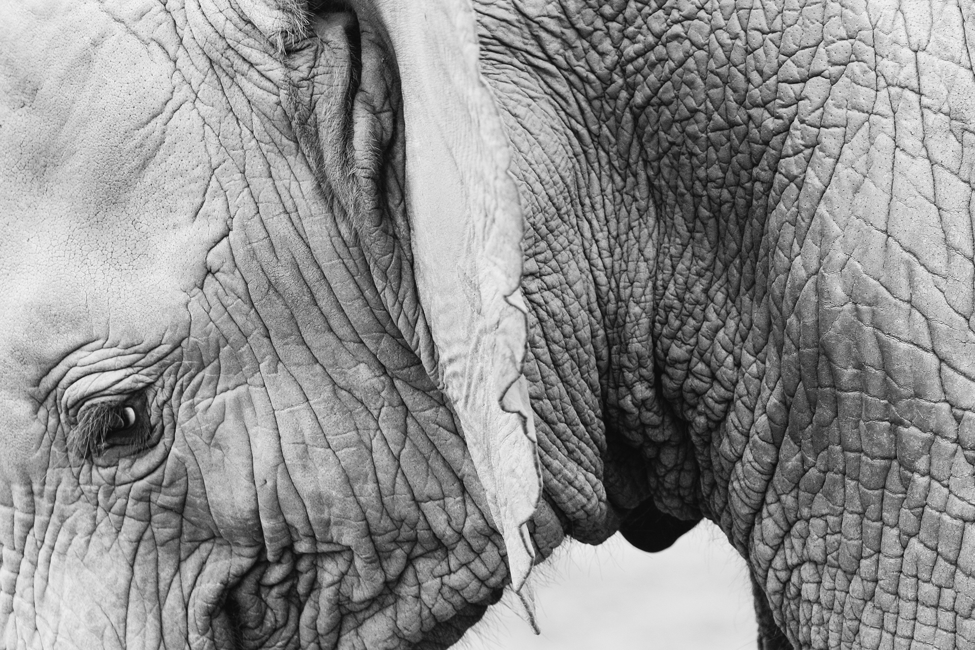 Closeup Baby Elephant Black White