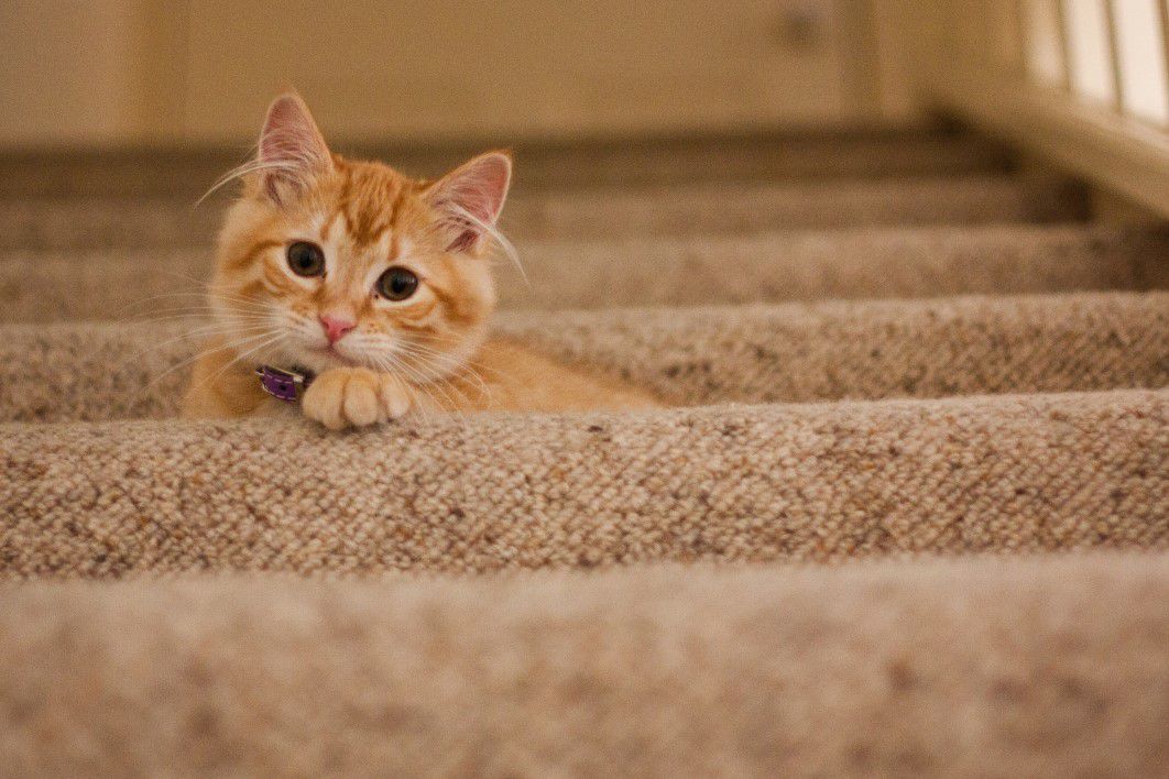 Ginger Tabby Cat Staircase