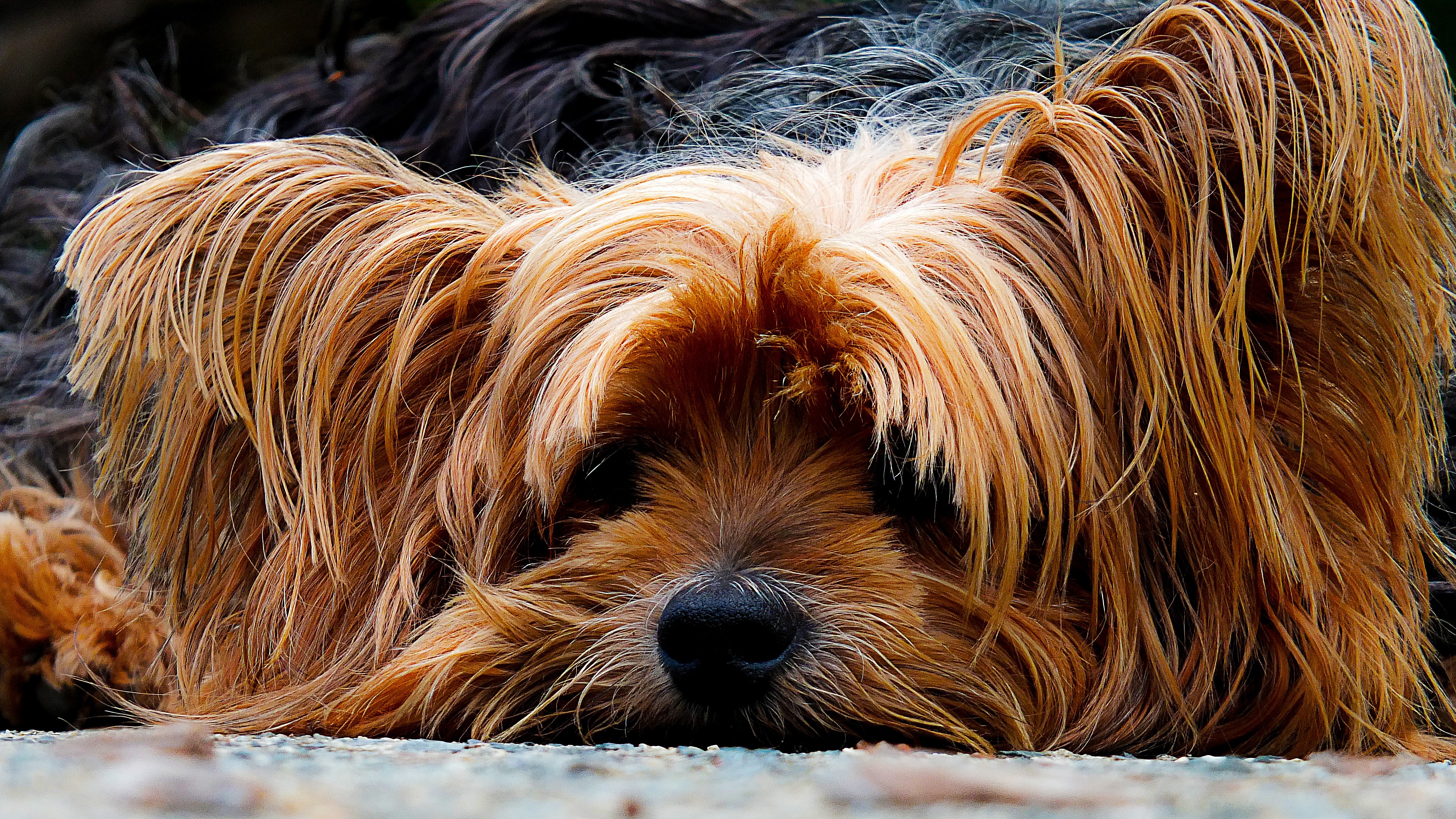 Long Haired Dog Ginger