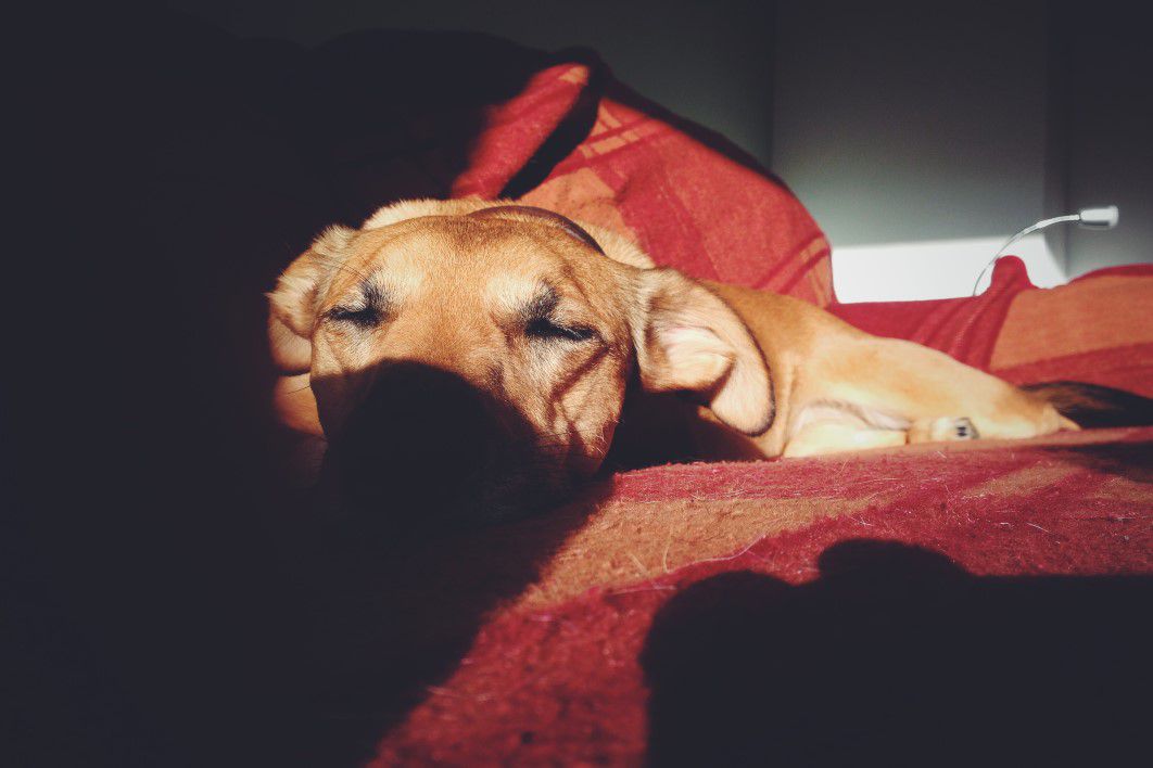 Puppy Dog Sleeping Shadow