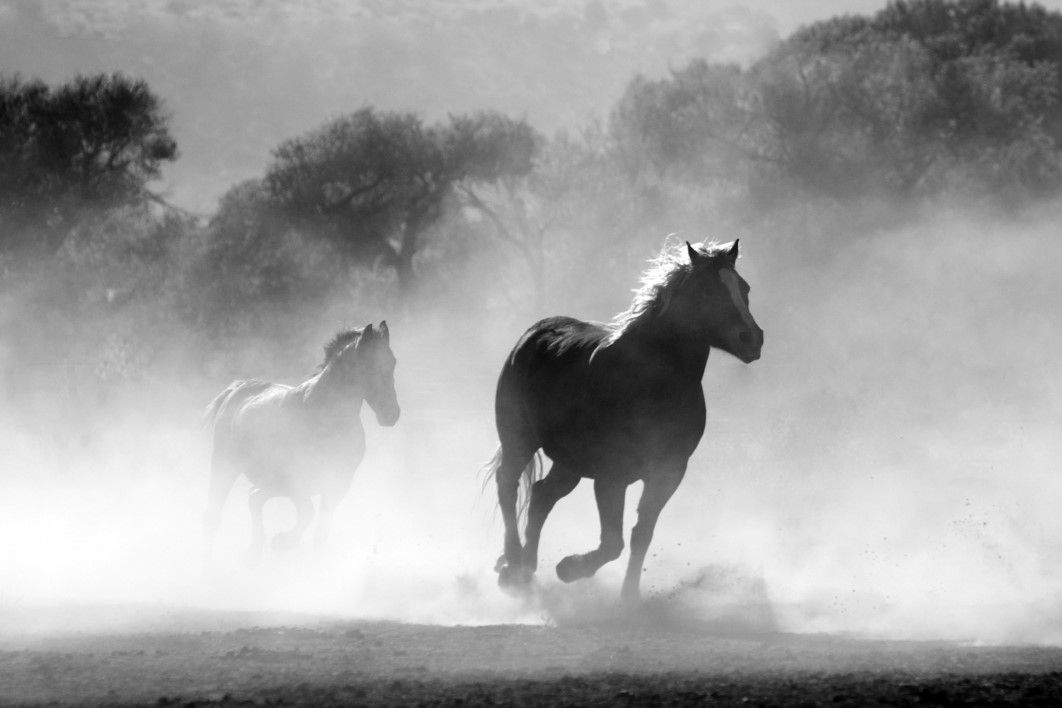 black and white horse running photography