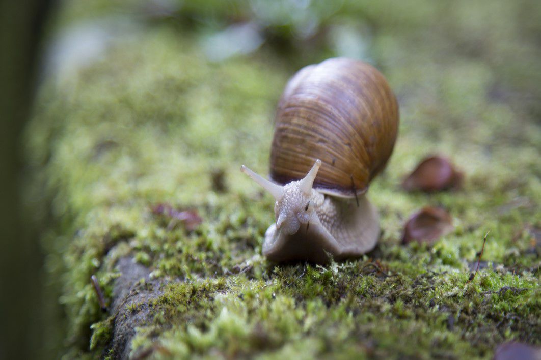 Snail Moss Closeup