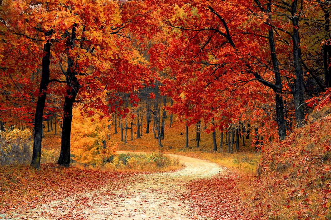 Autumn Fall Path Forest