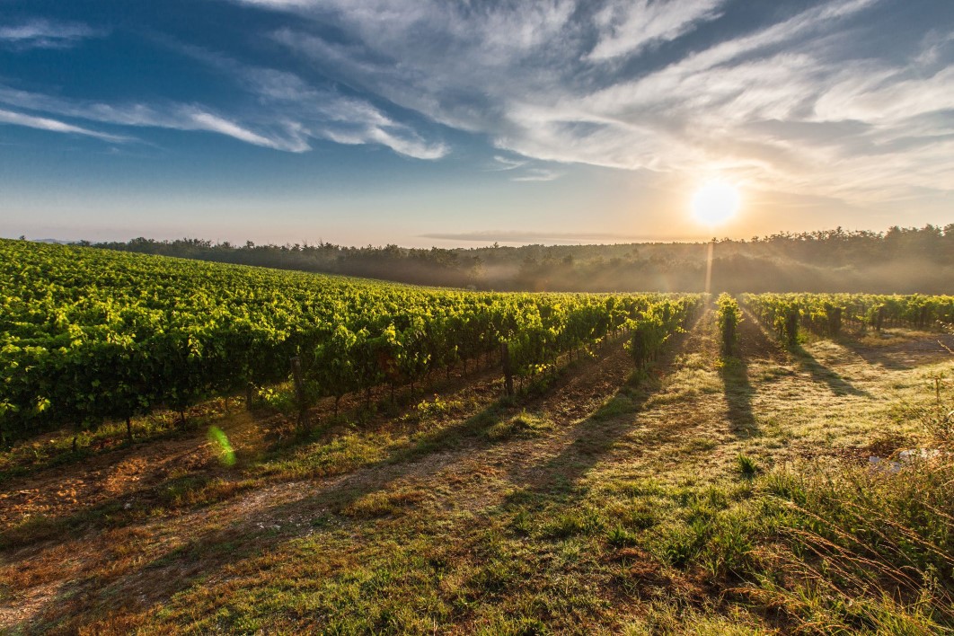 Tuscany Vineyards Sunset