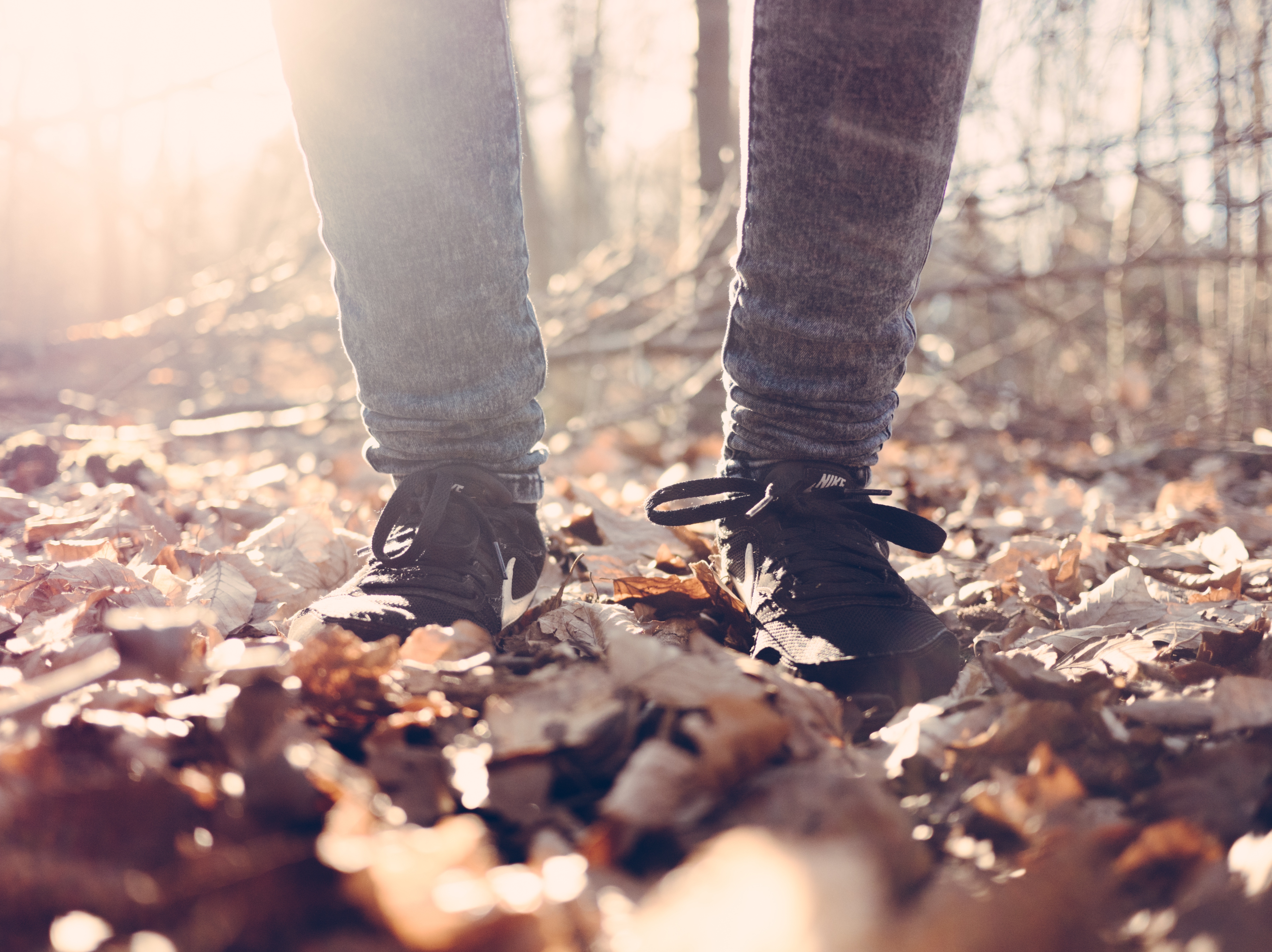 Autumn Fall Leaves Forest