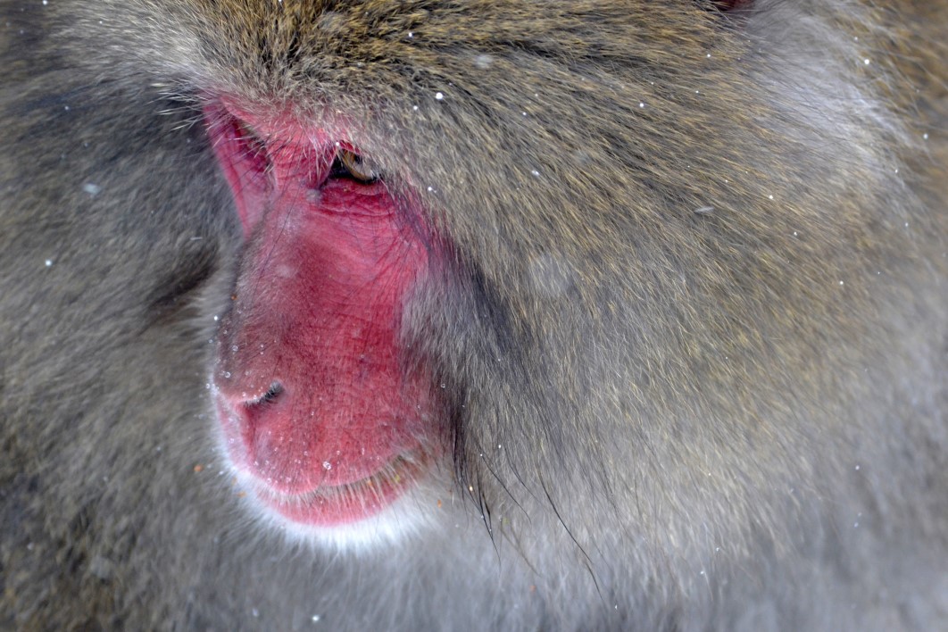 Baboon Primate Ape Monkey