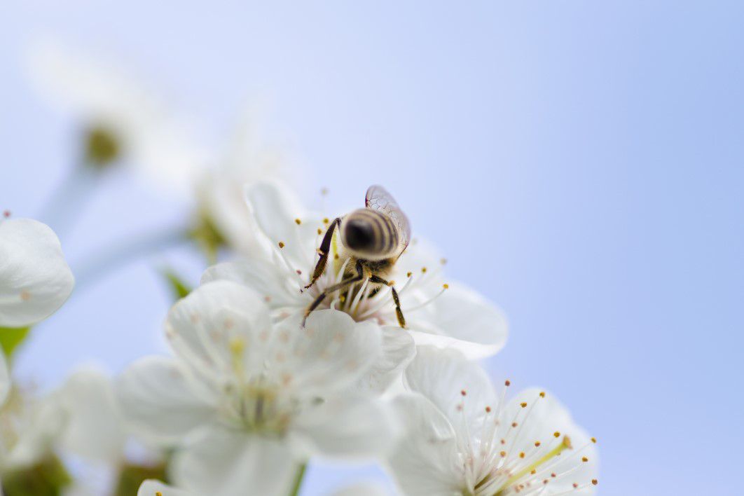 Bee White Flower Blue