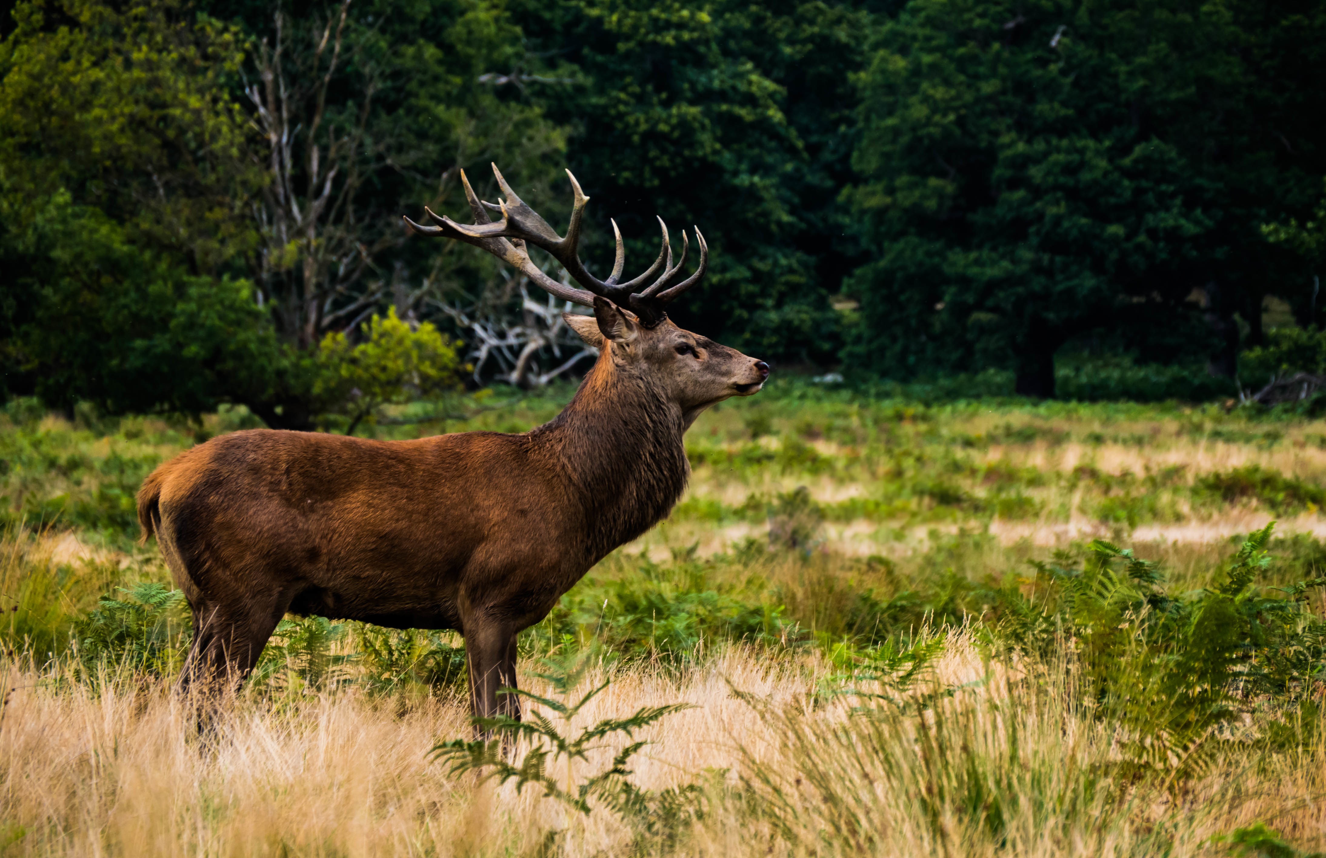 Deer Forest Grass