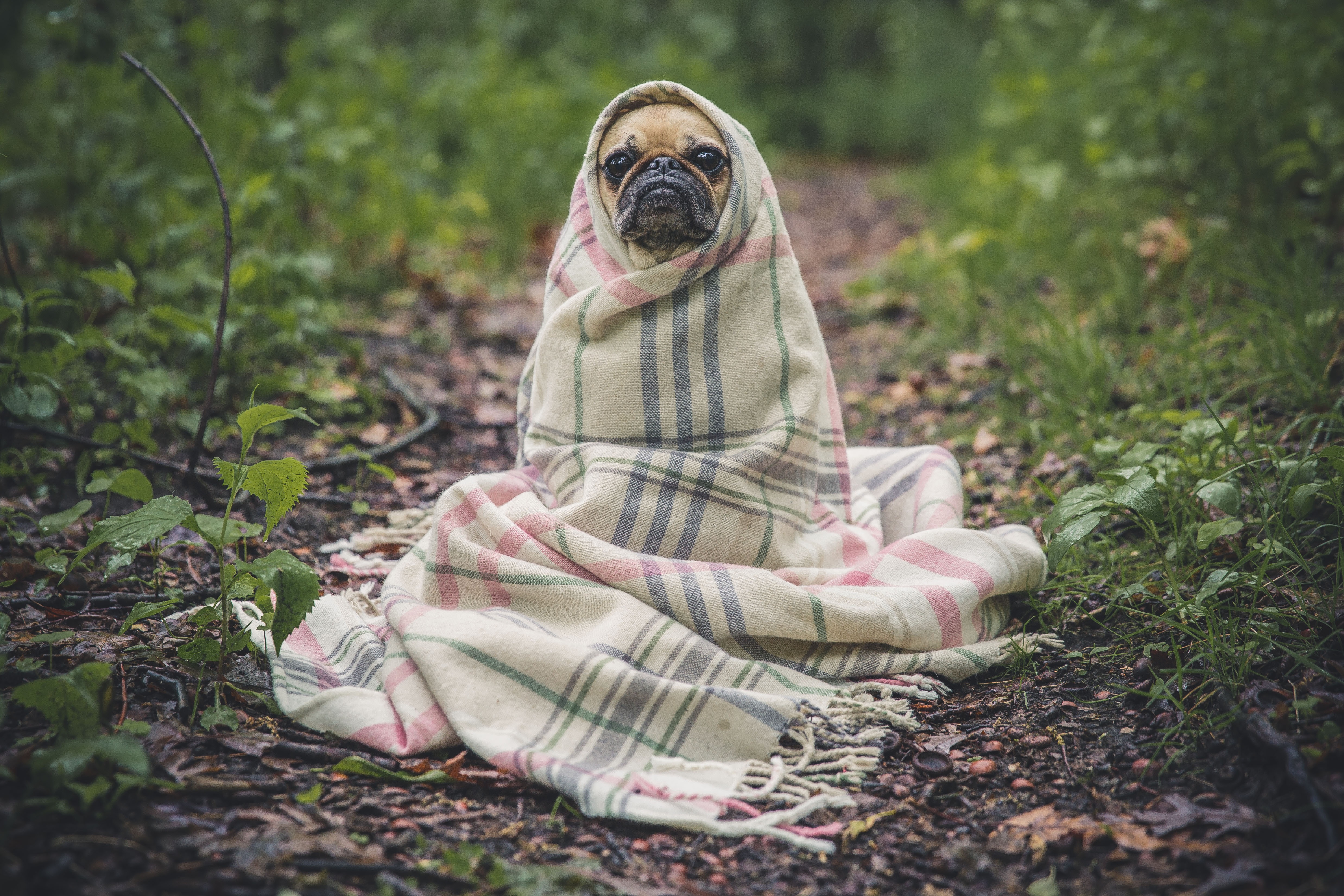 Pug Dog Wrapped Blanket Free Stock Photo NegativeSpace
