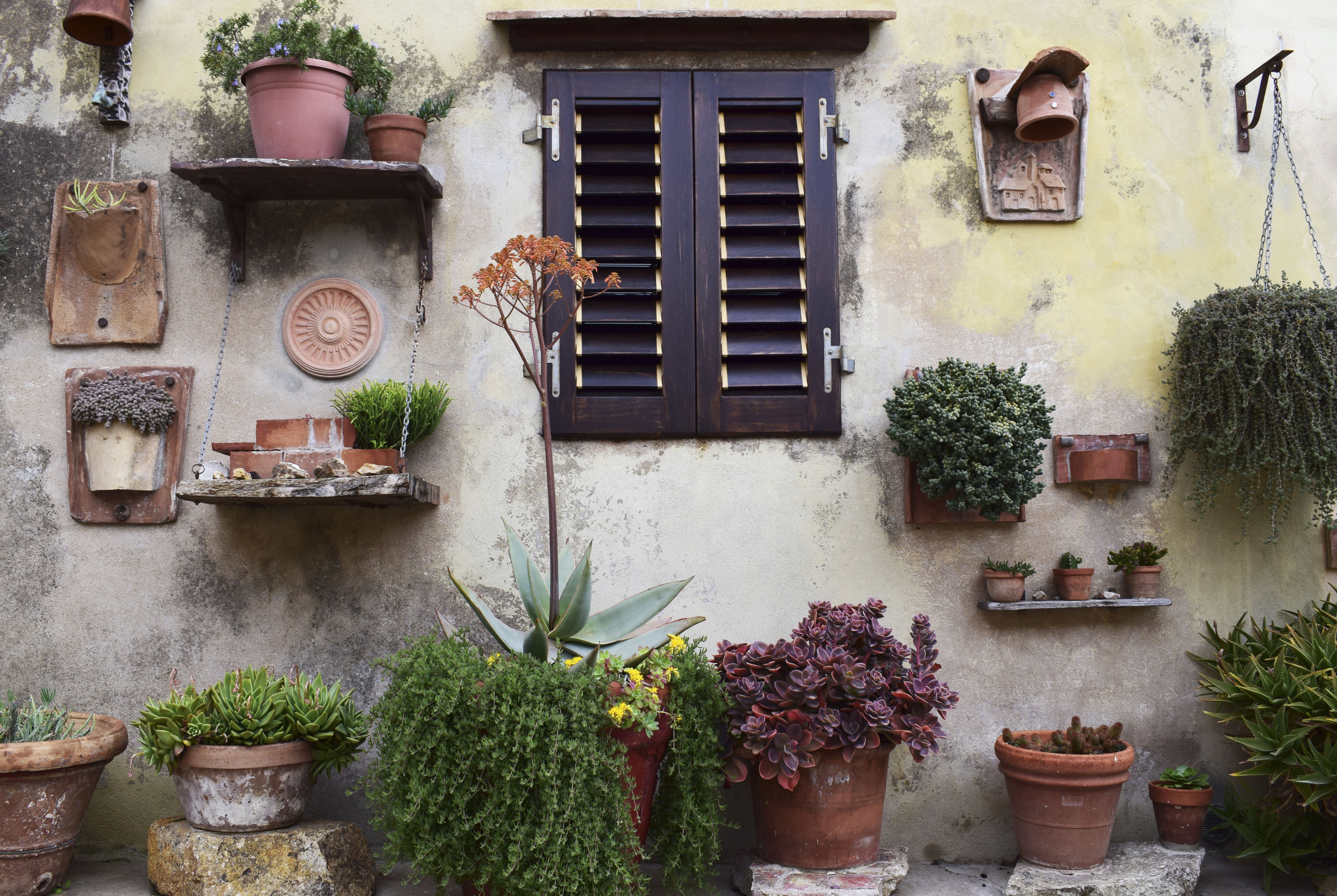 Window Plants Wall House