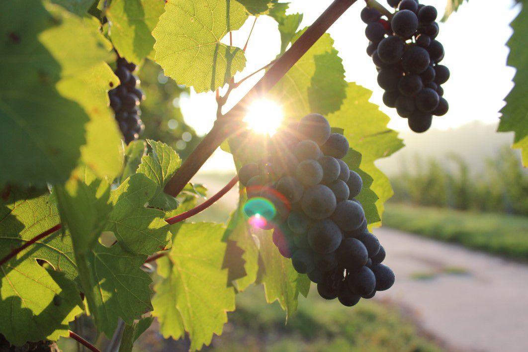 Black Grapes Vine Summer