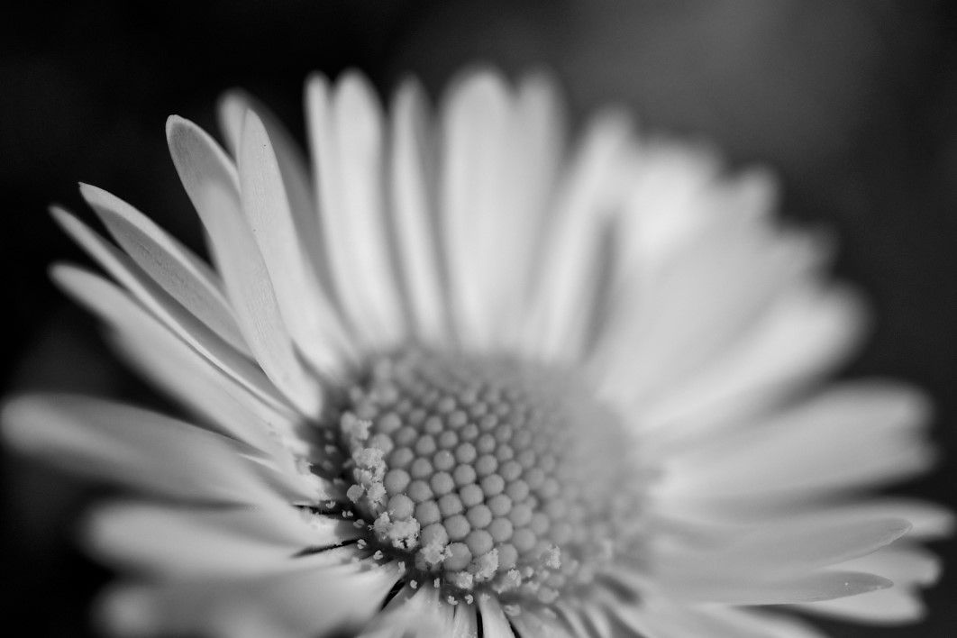 Flower Macro Sunflower Black White
