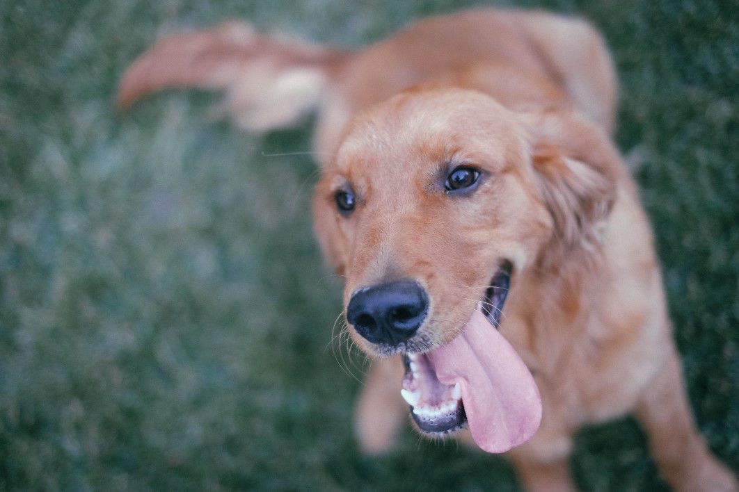 Golden Retriever Dog Happy