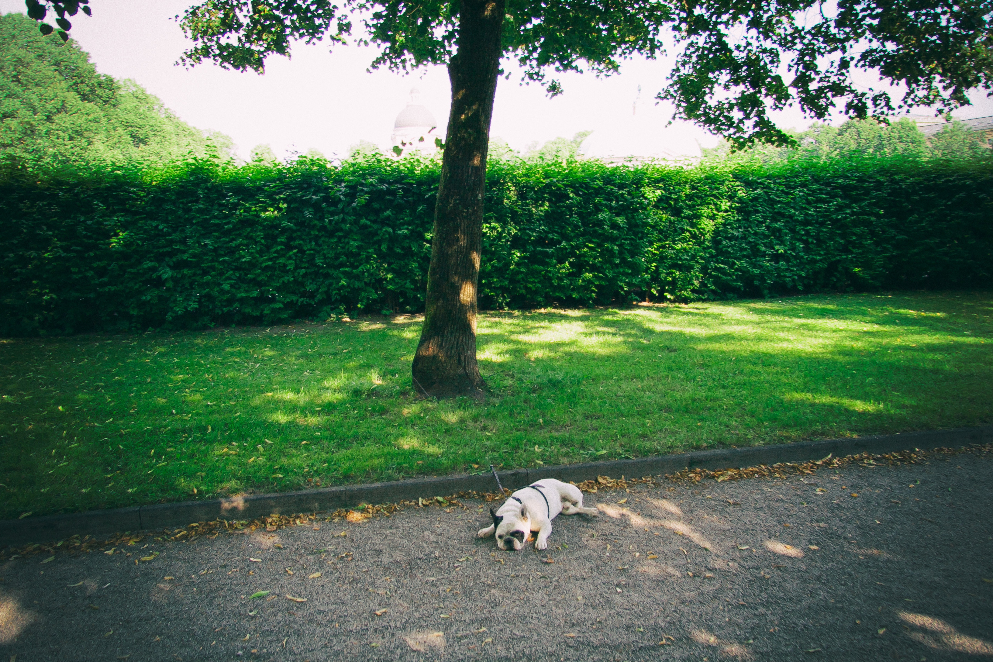 Pug Dog Tired Tree Grass Bush