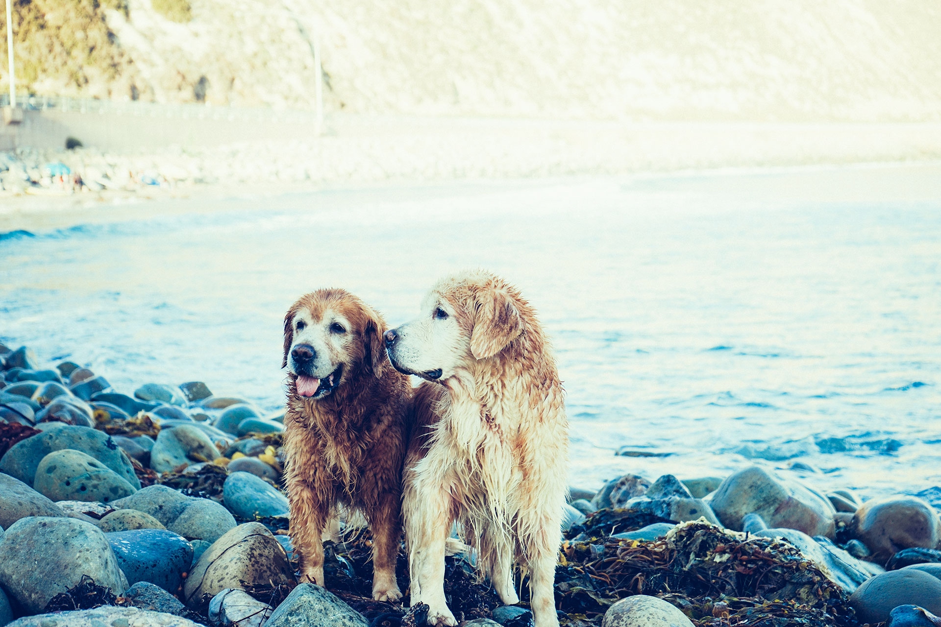 Golden Retriever Dogs