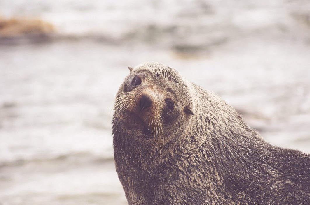 Sea Lion Seal Ocean