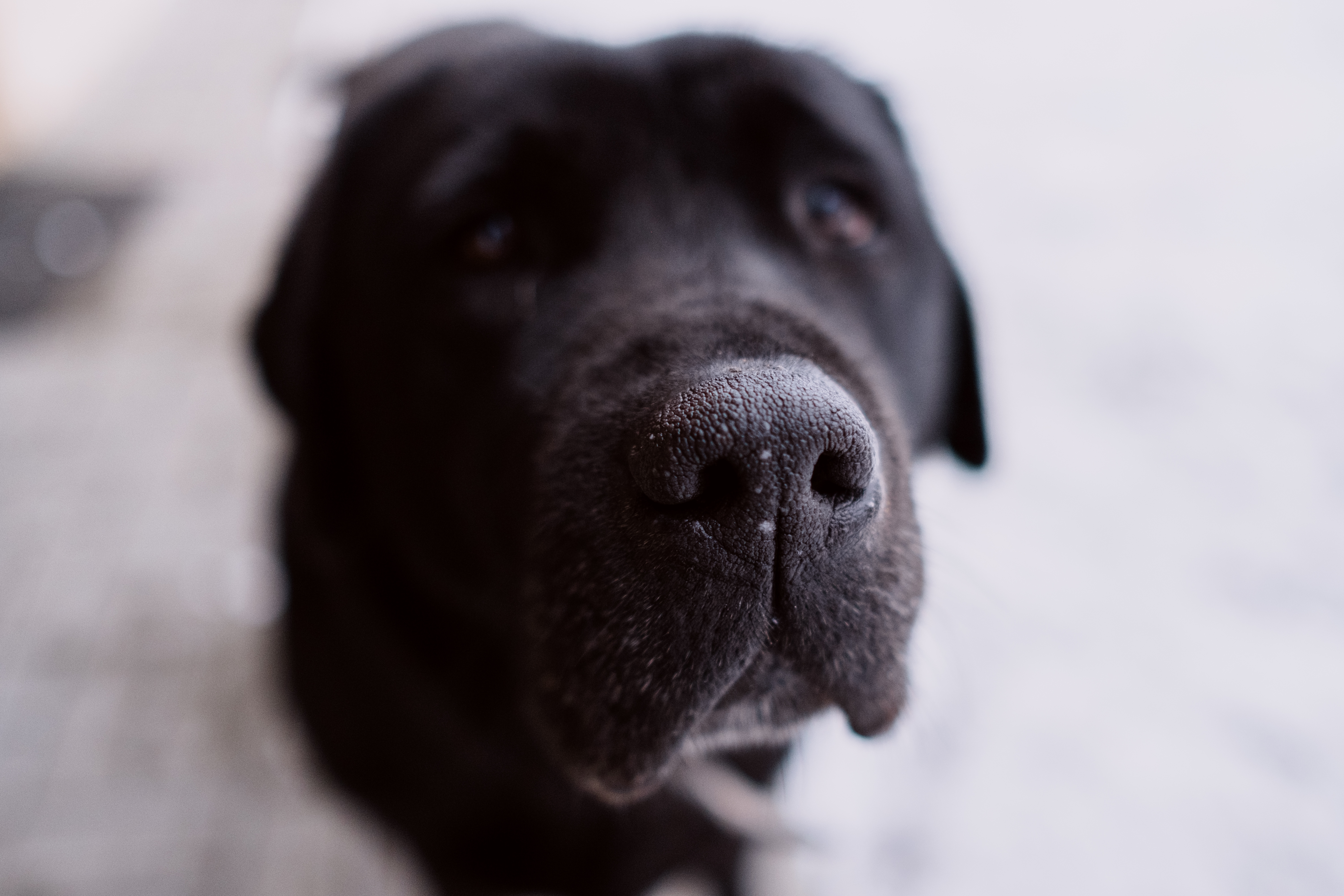 Black Labrador Dog