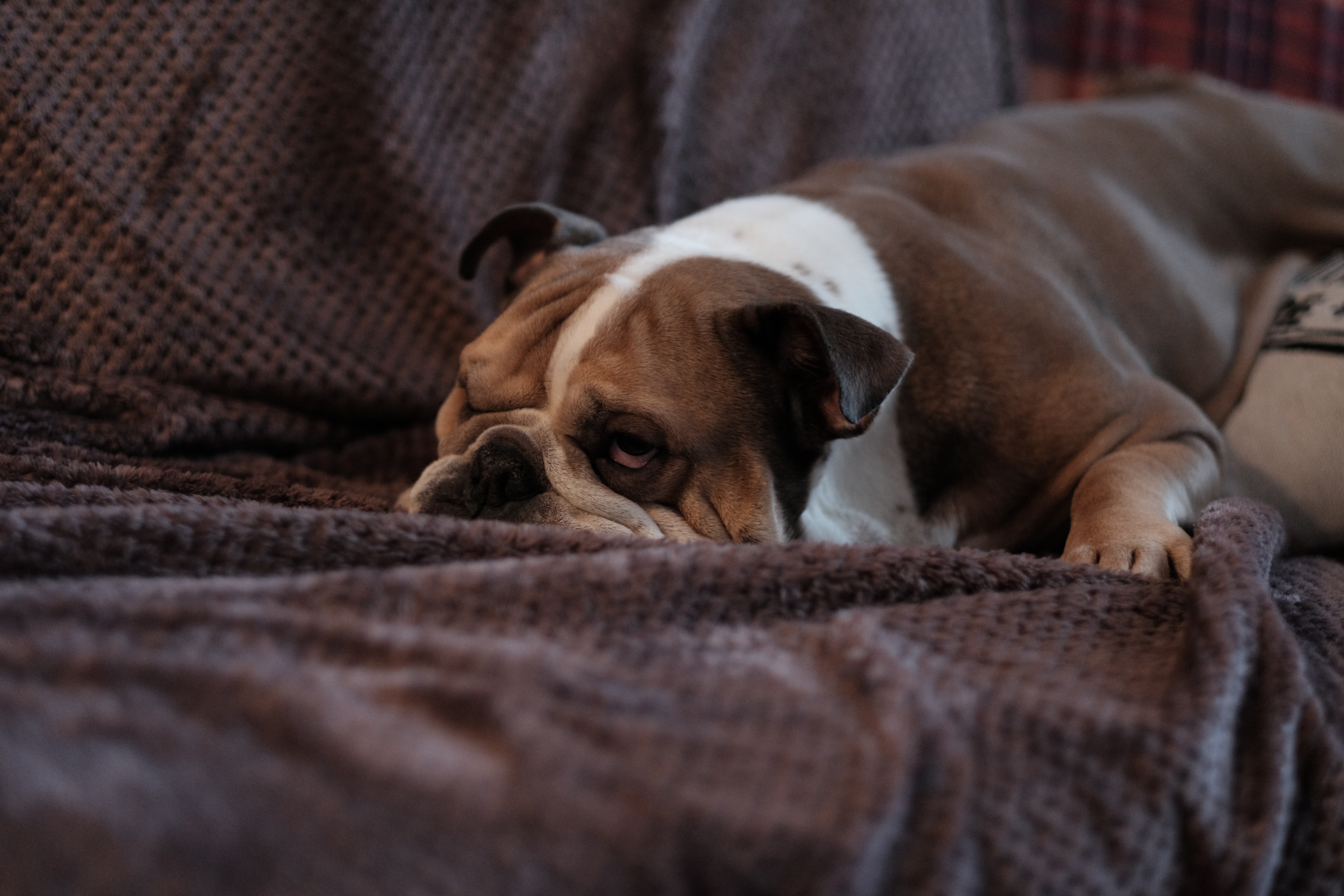 Bulldog Sleep Couch