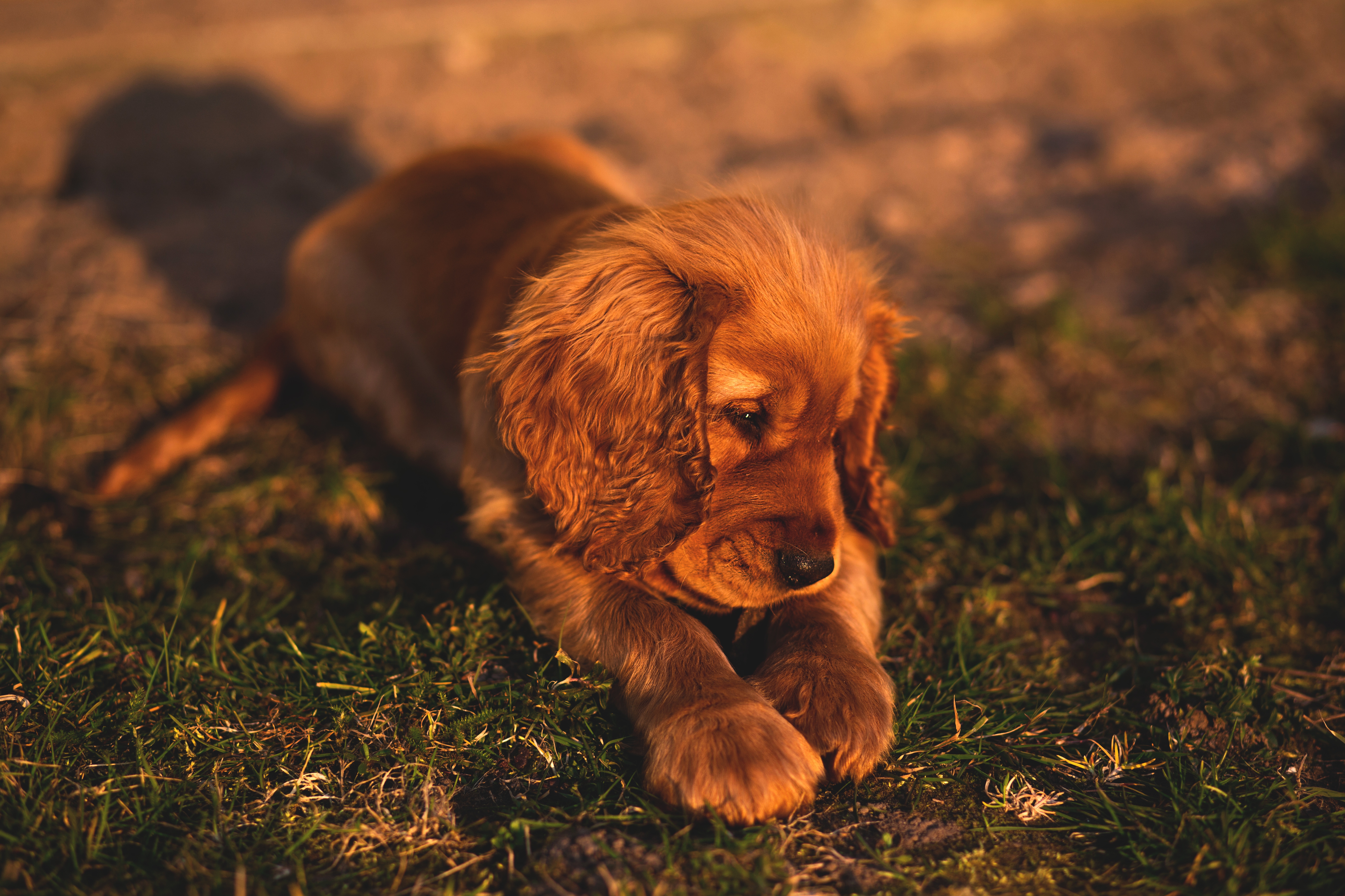 Cocker Spaniel Puppy