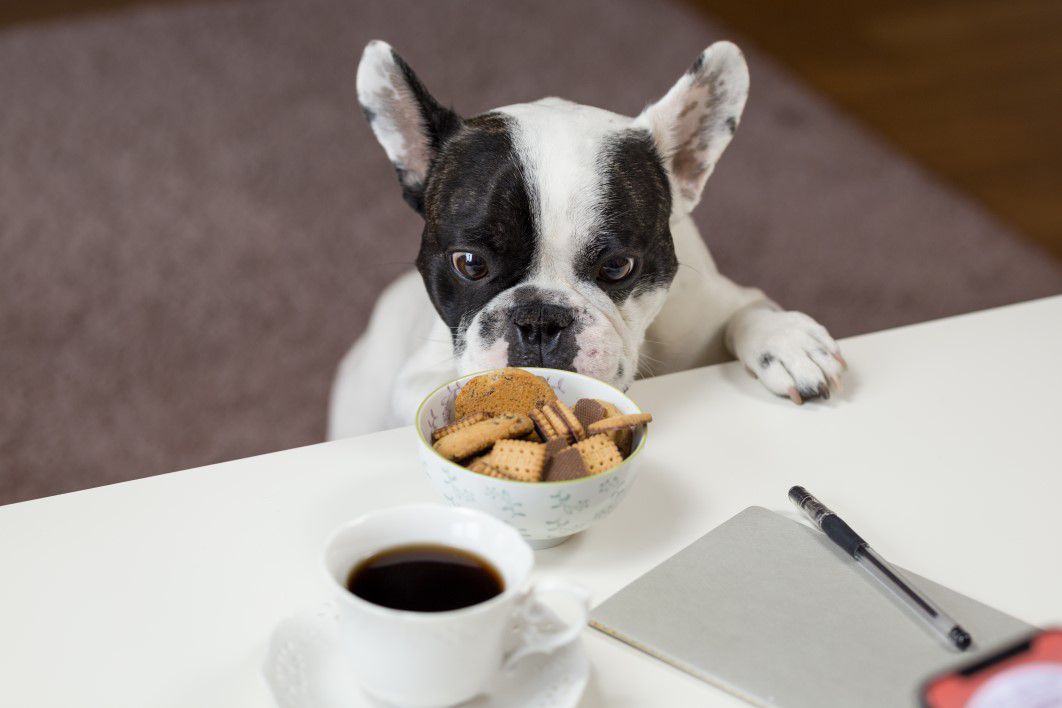 Dog Biscuits Coffee Pet