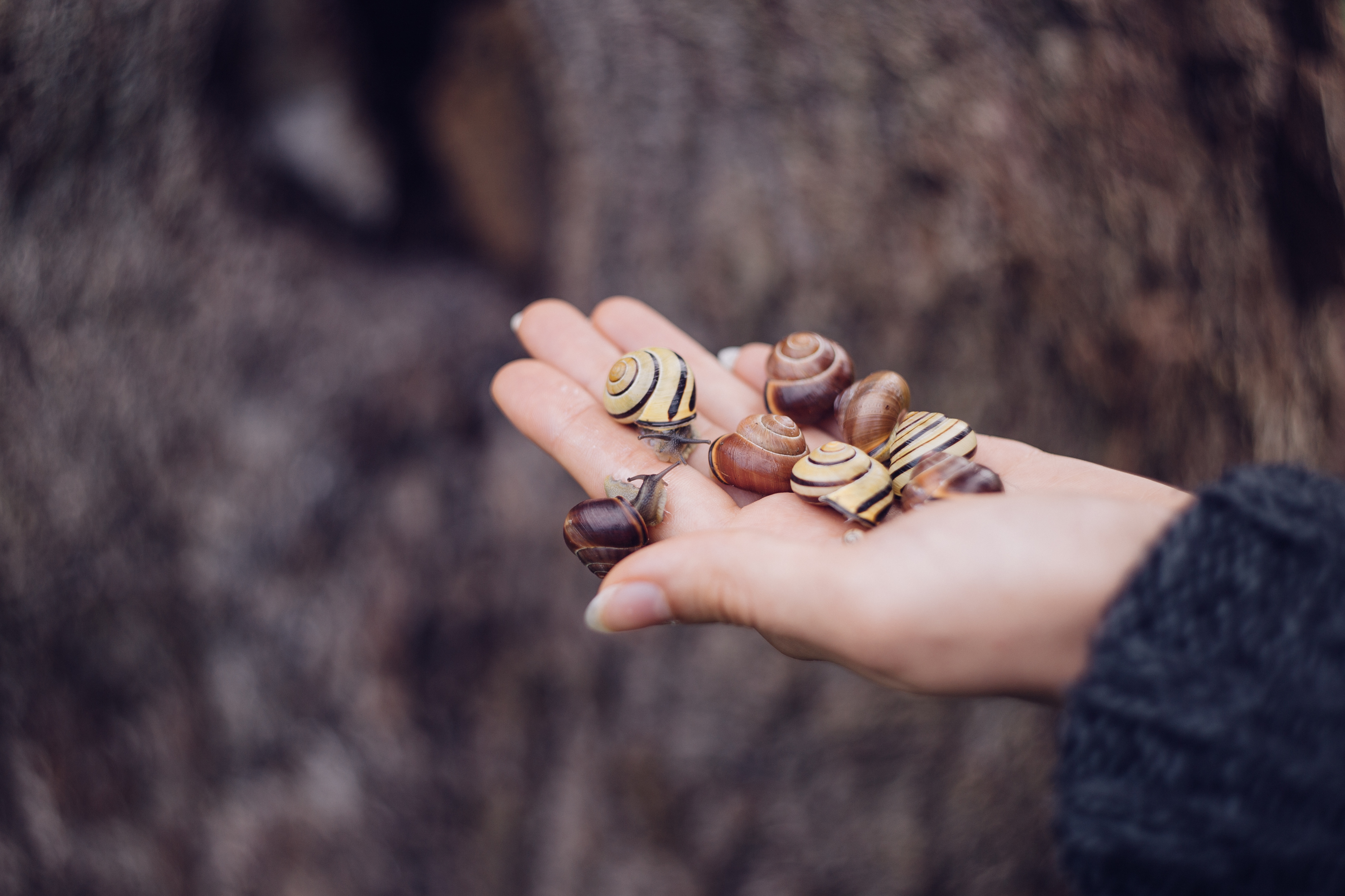 Woman Snails Hand Insect