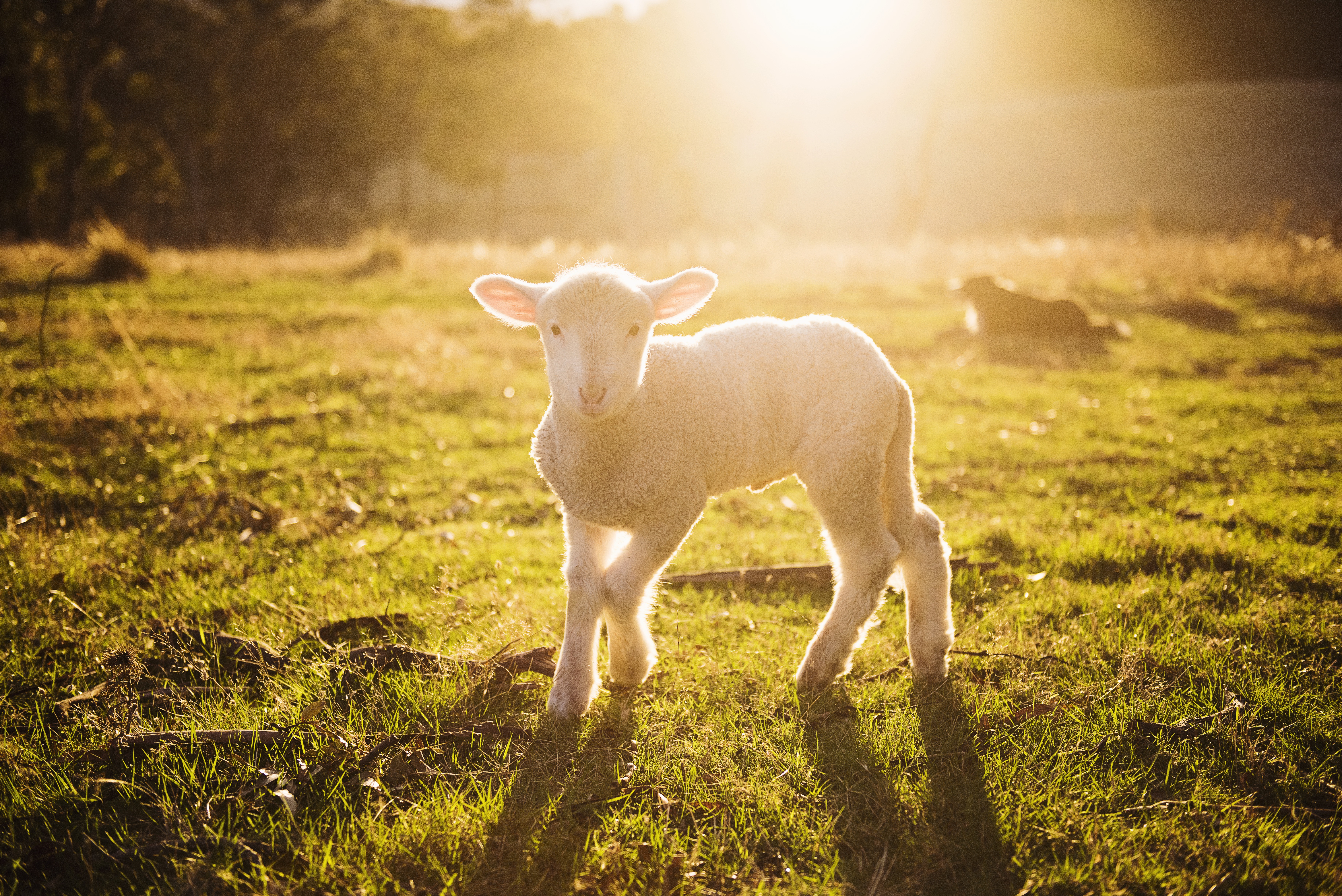 Lamb Spring Sunrise