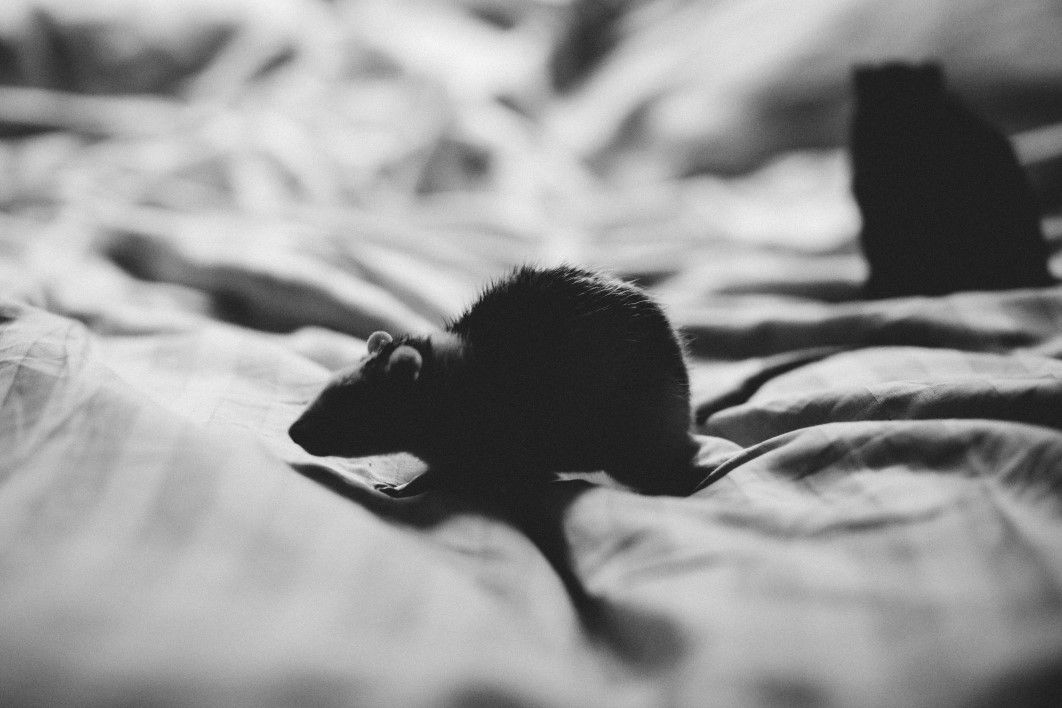 Mouse Bed Black White