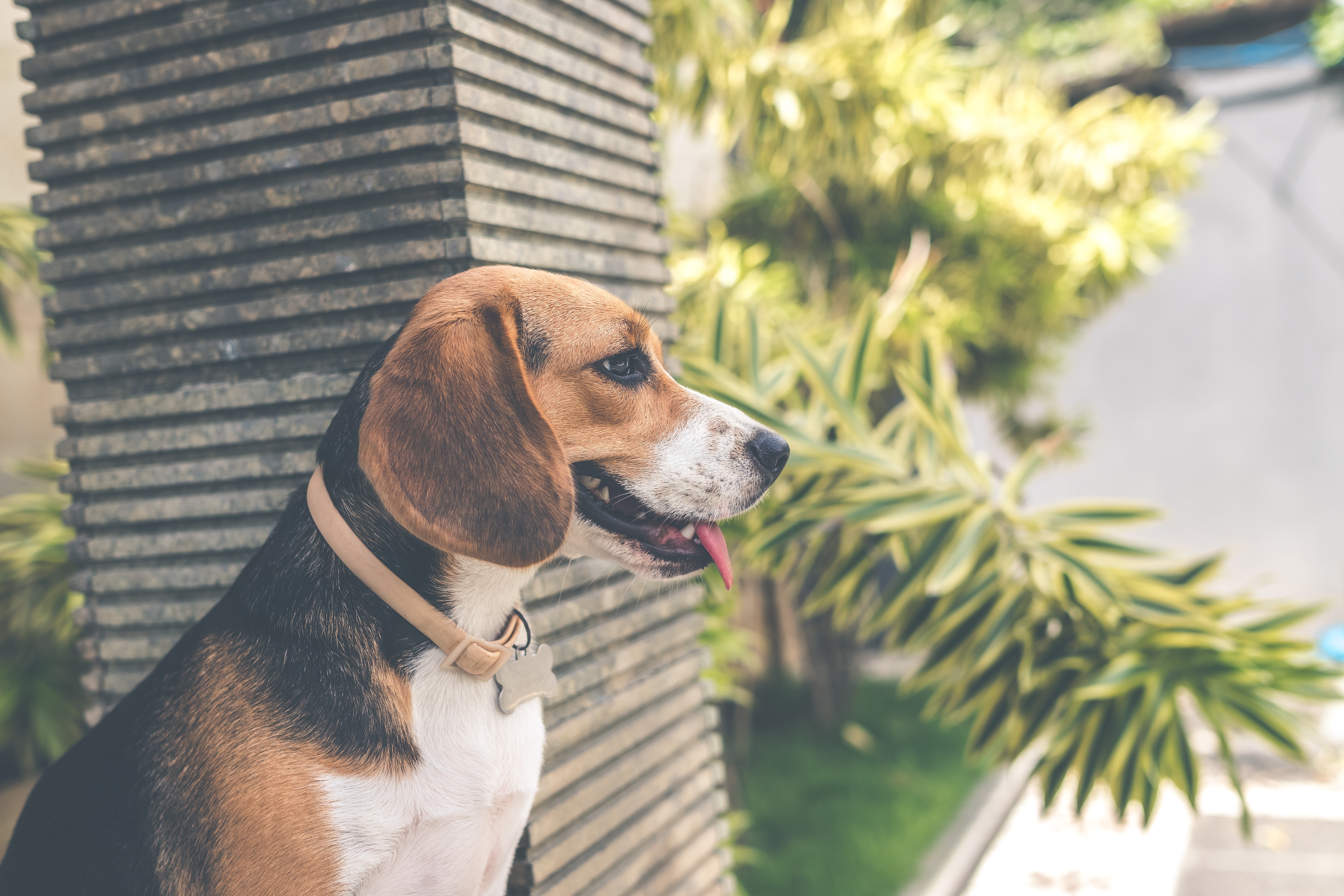 Beagle Dog Tired