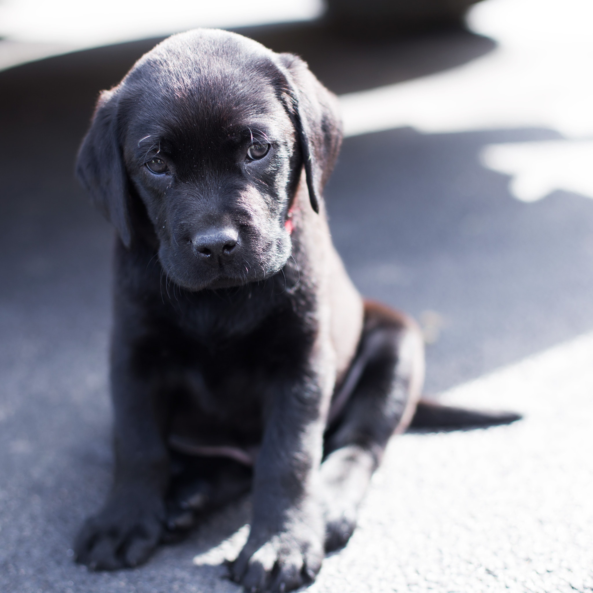 Black Labrador Puppy