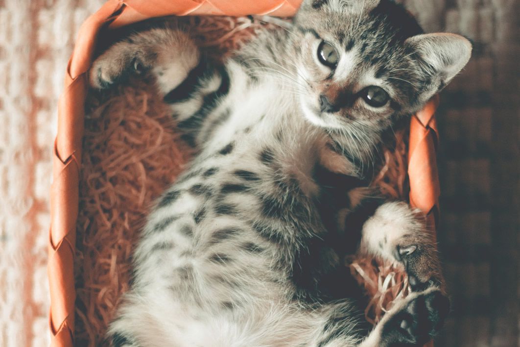 Small Kitten Lying Basket