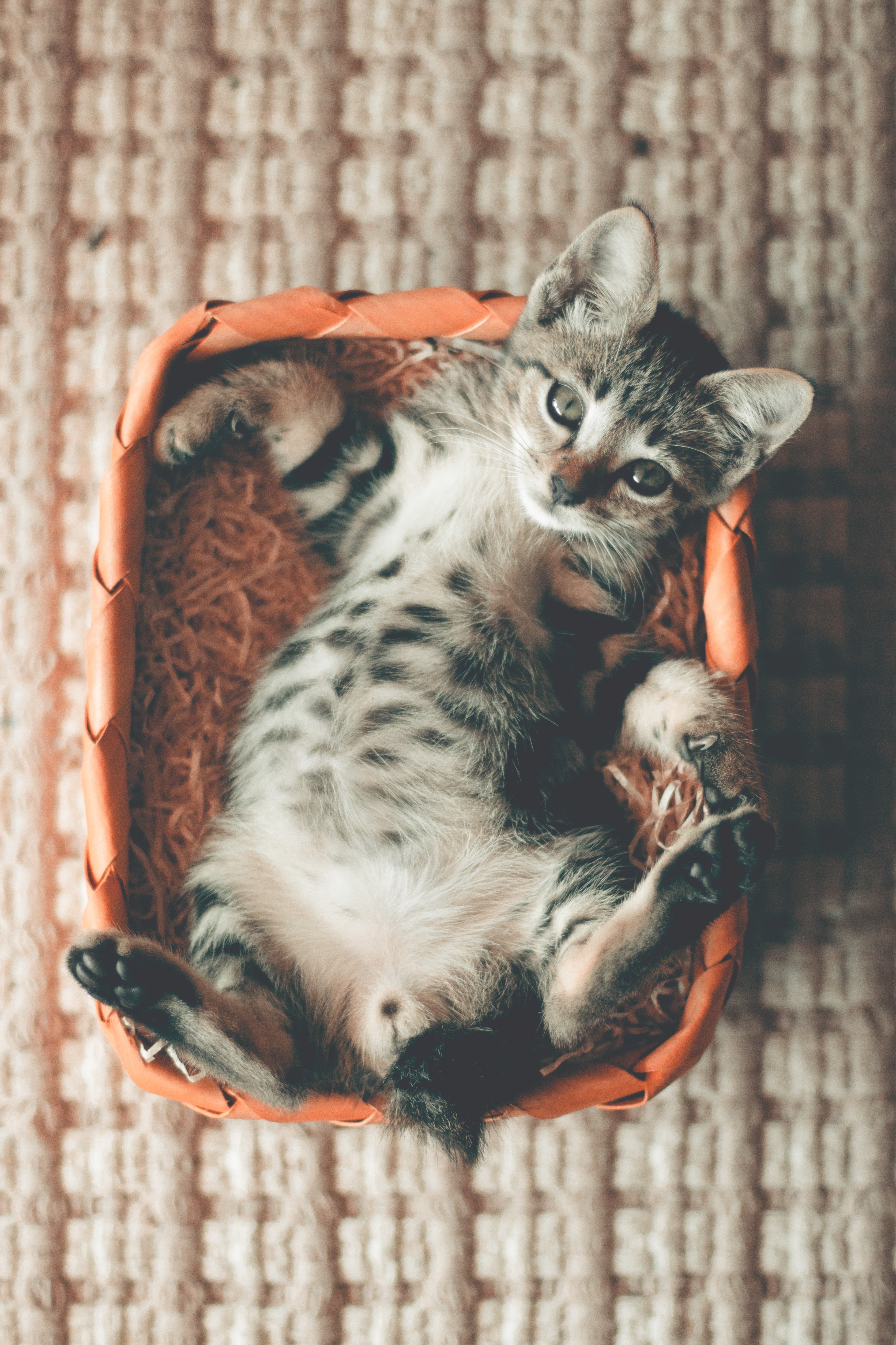 Small Kitten Lying Basket
