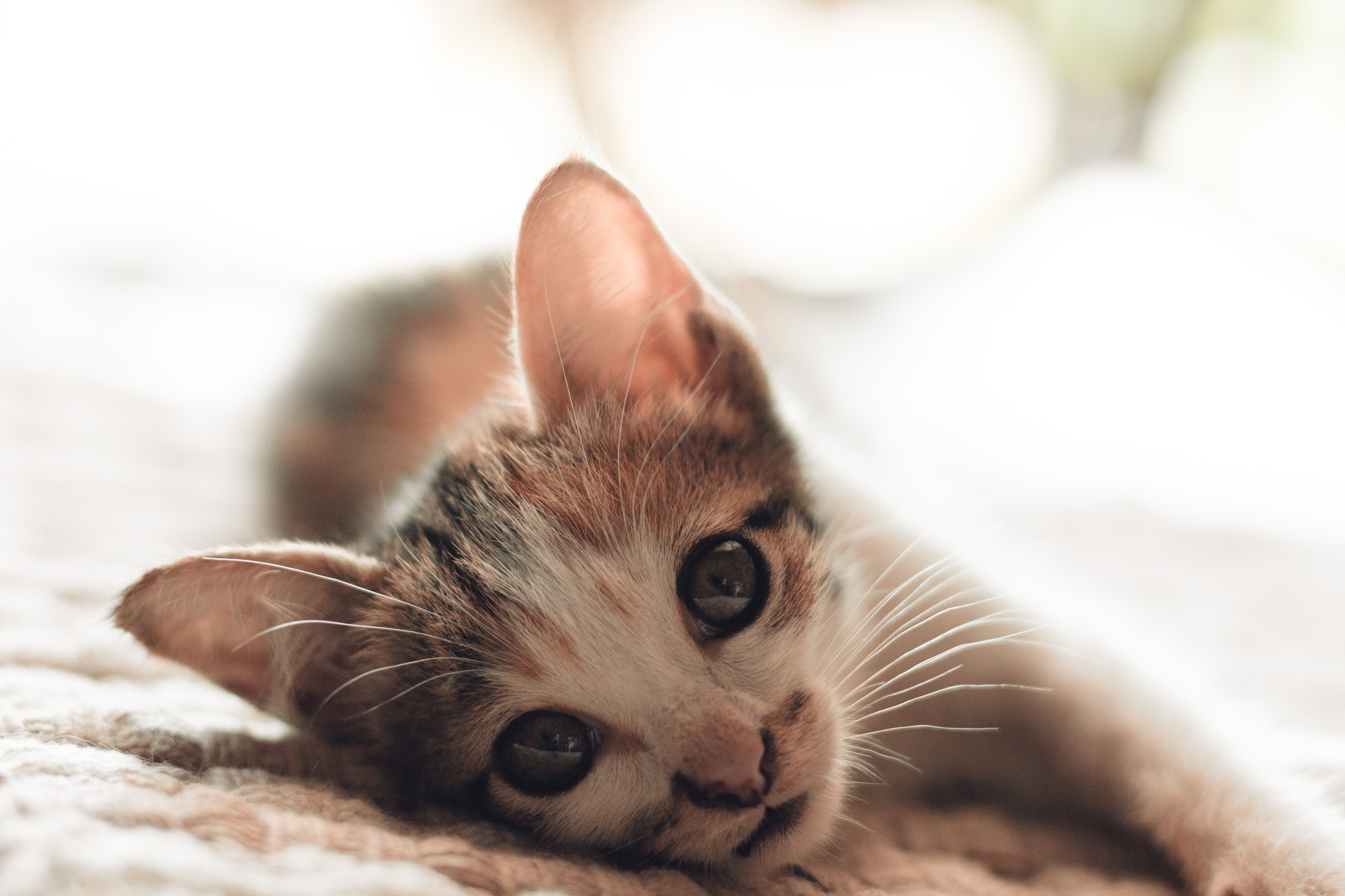 Small Kitten Portrait
