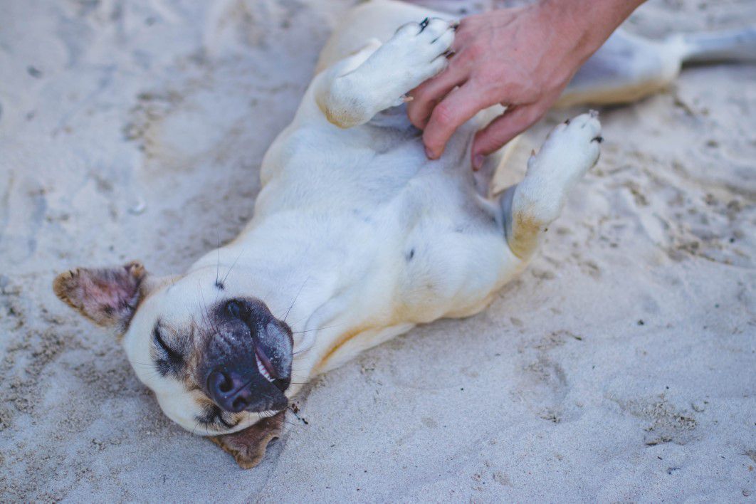Dog Beach Happy