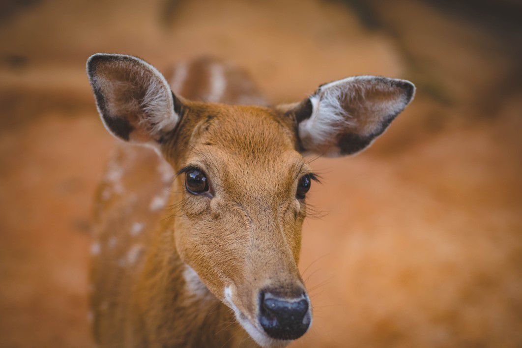 Young Cute Antelope