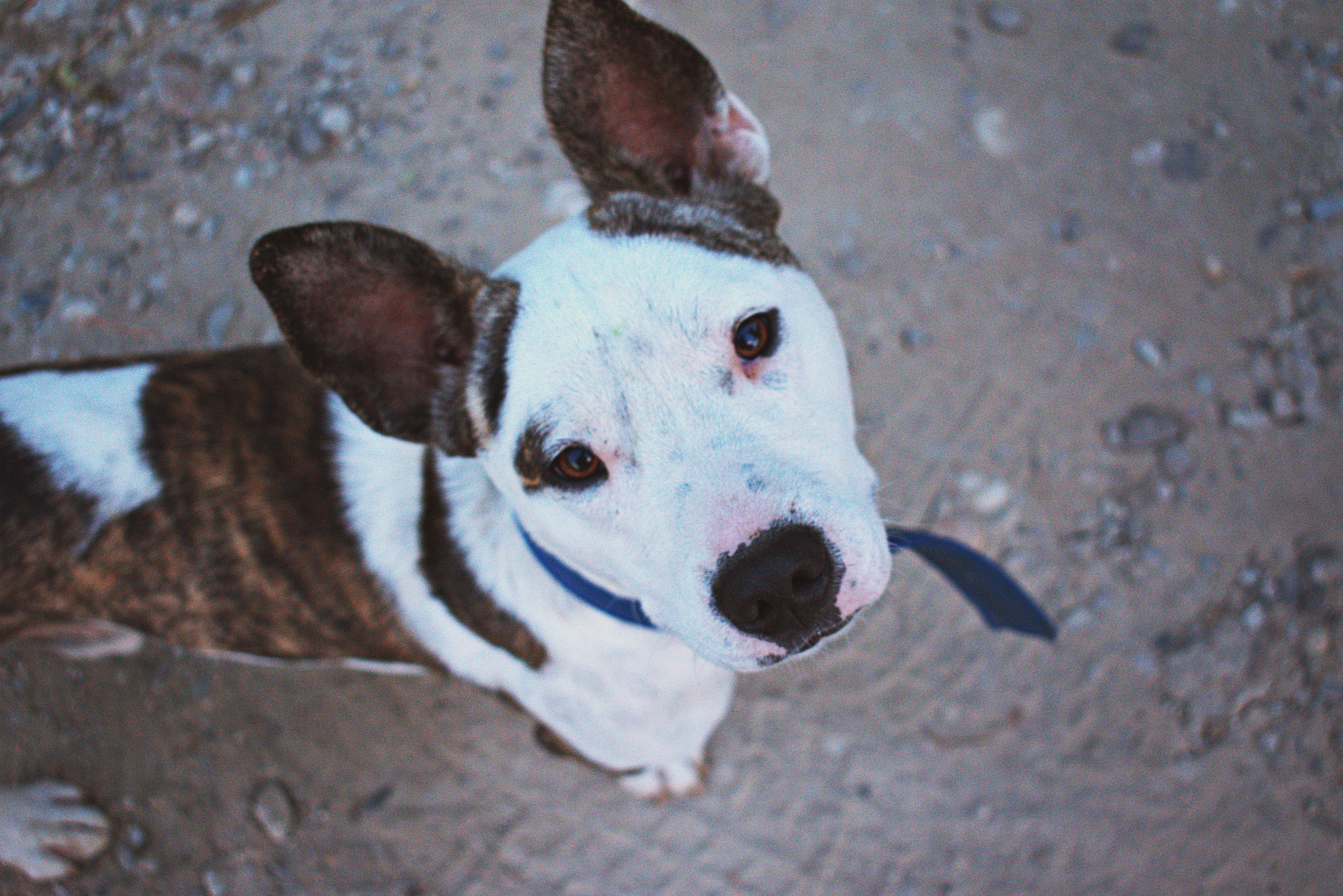 Brown White Dog