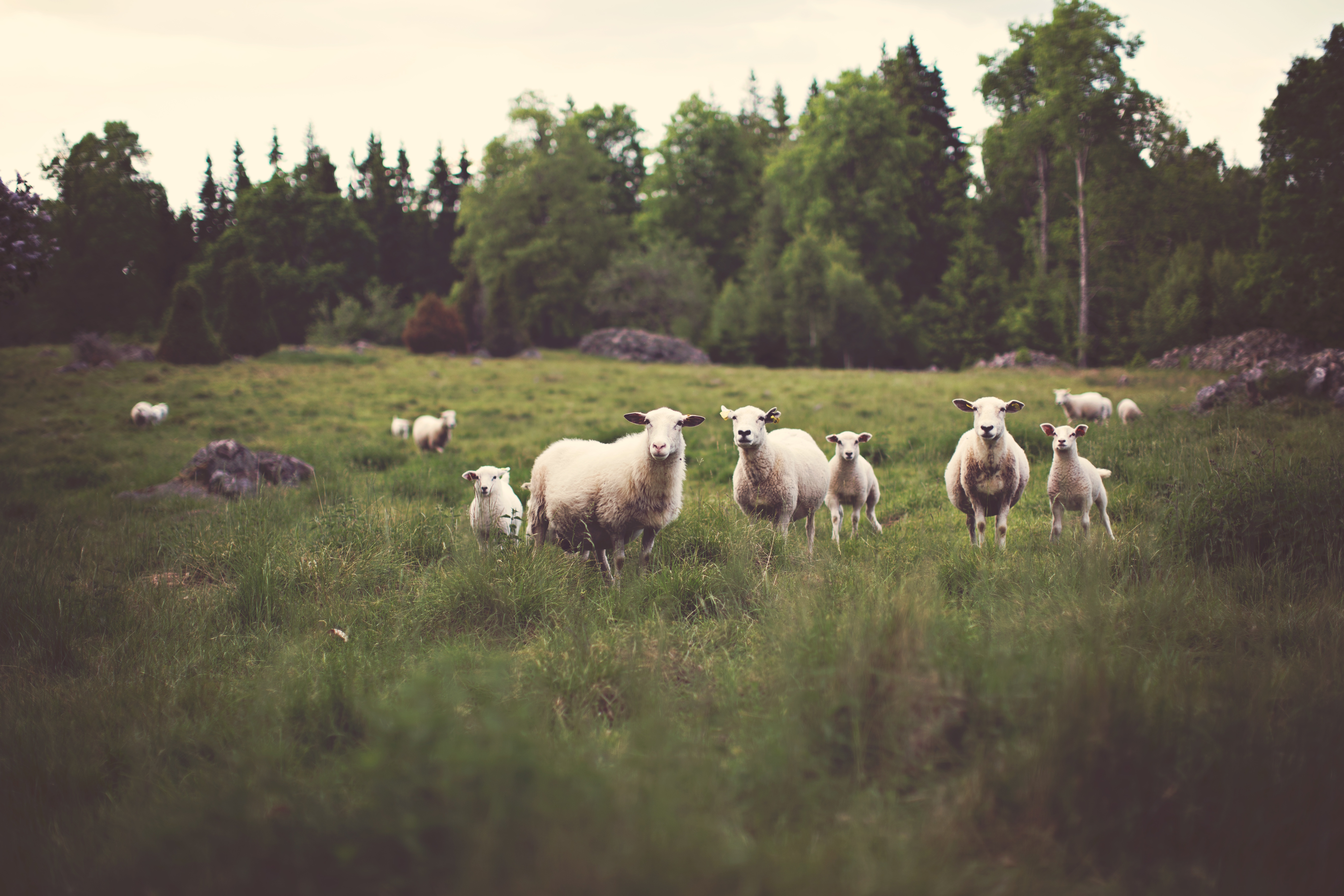 Curious Sheep Field