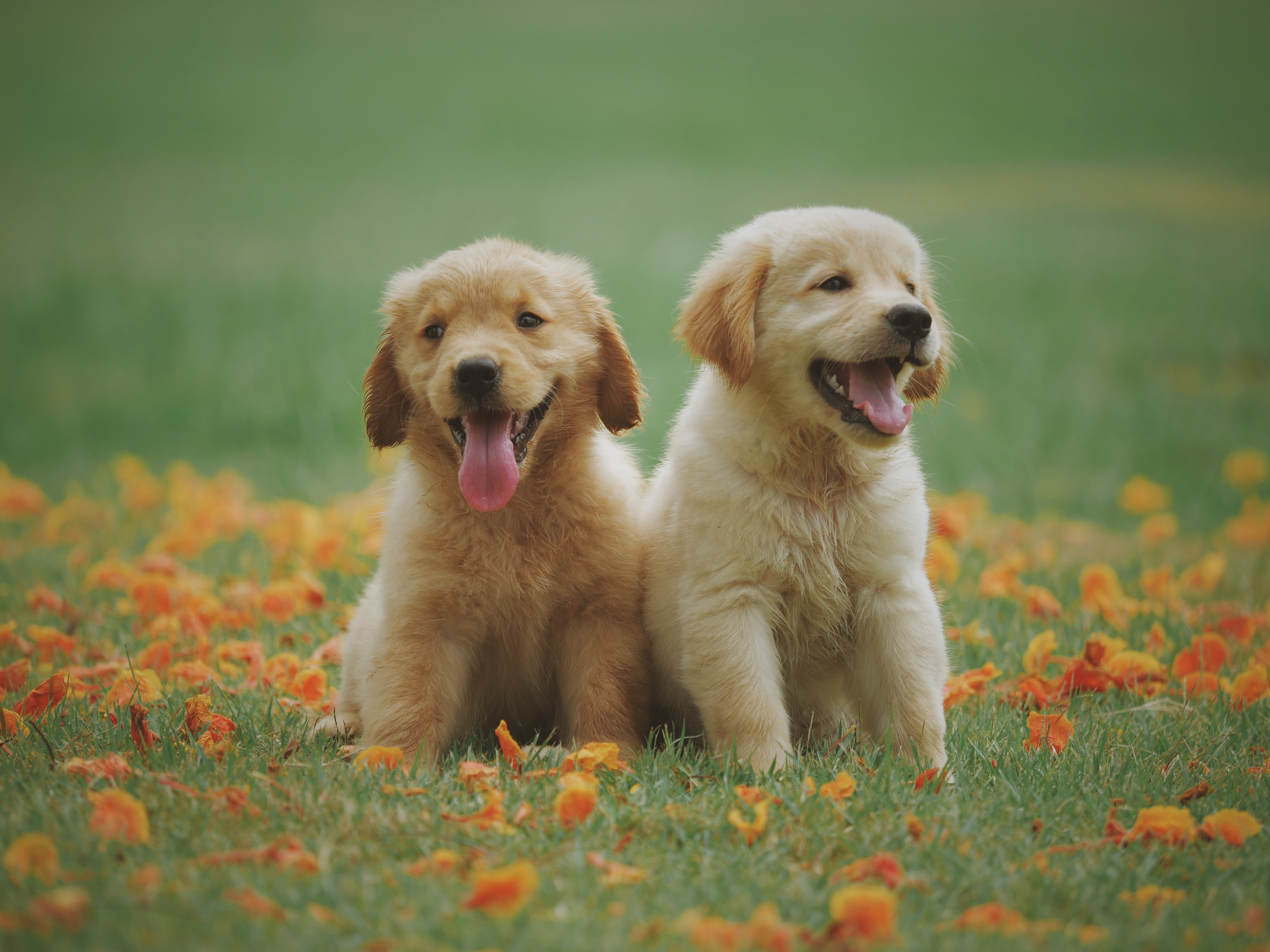 Golden Labrador Puppies
