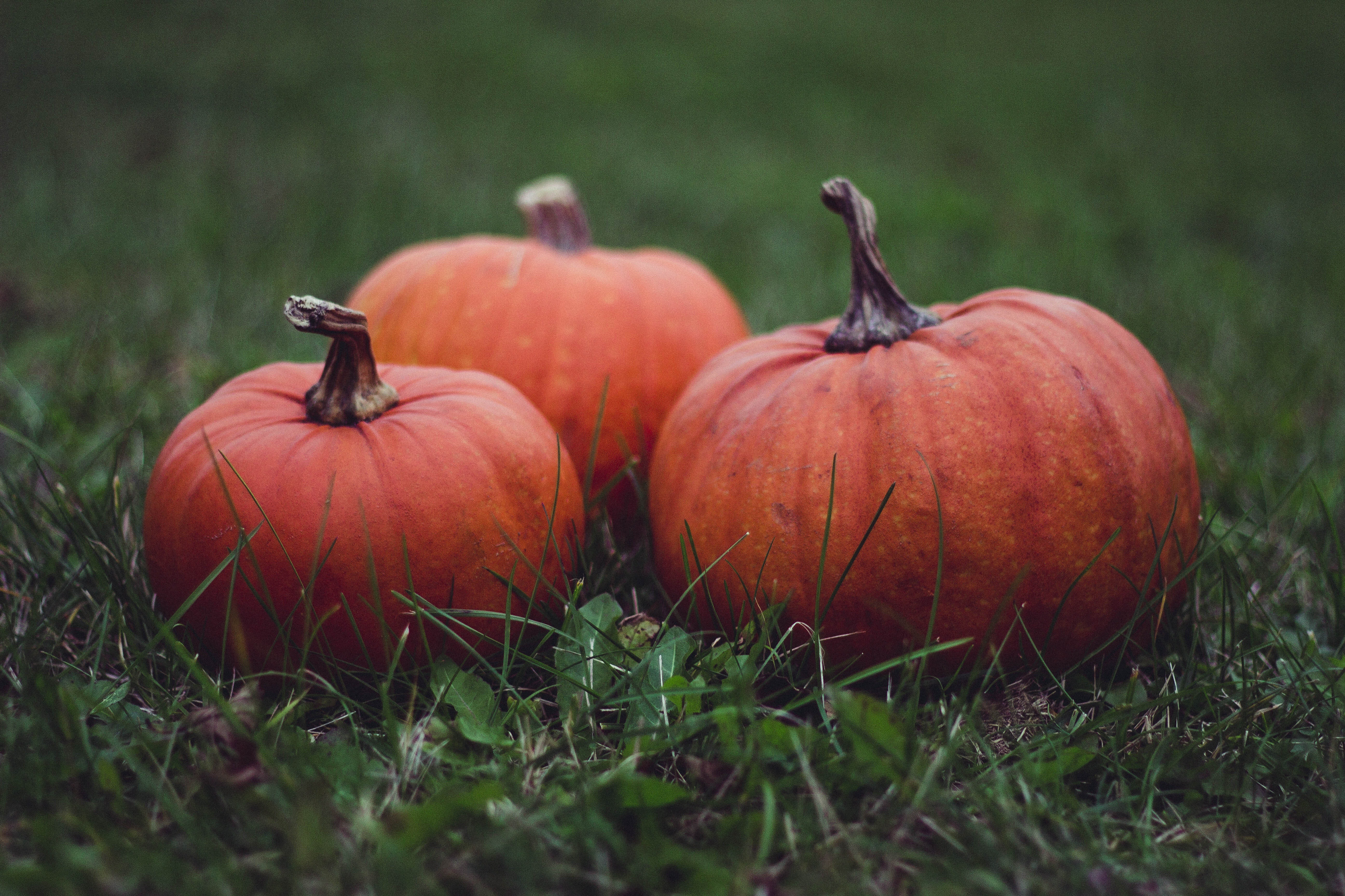 Pumpkins Grass Halloween