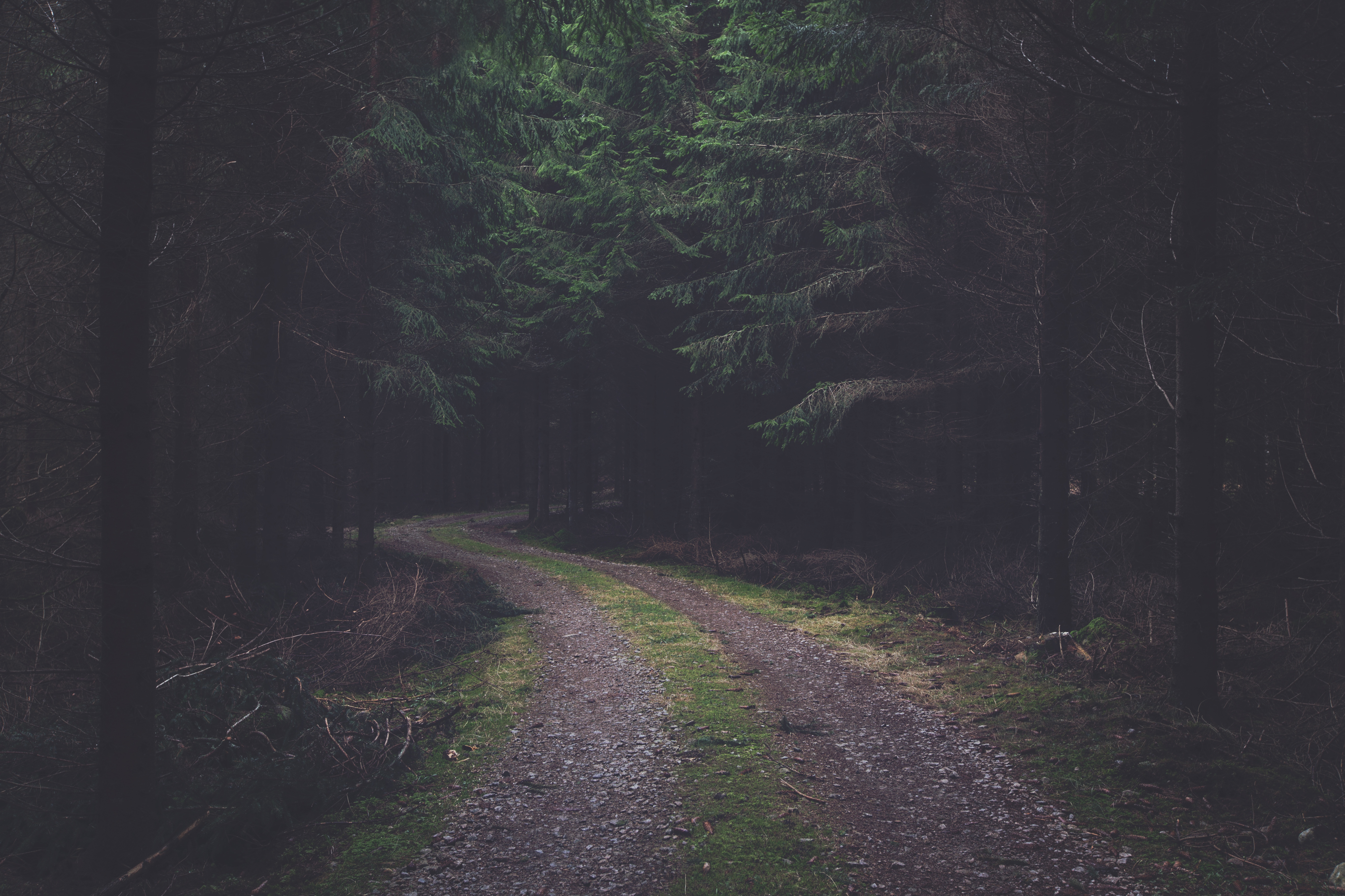 Road Forest