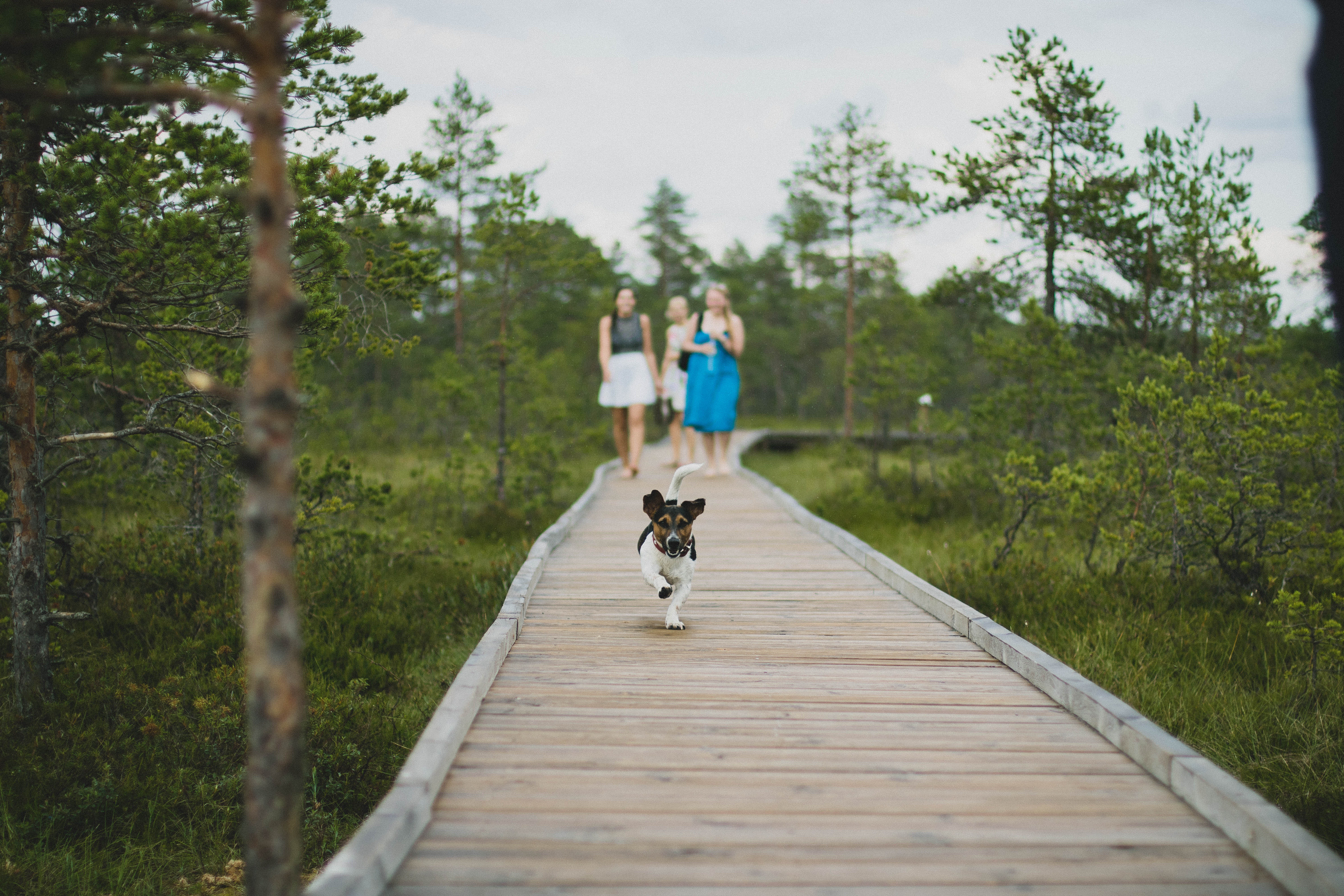 https://negativespace.co/wp-content/uploads/2018/08/negative-space-small-dog-running-woman-walking-kristina-paukshtite.jpg