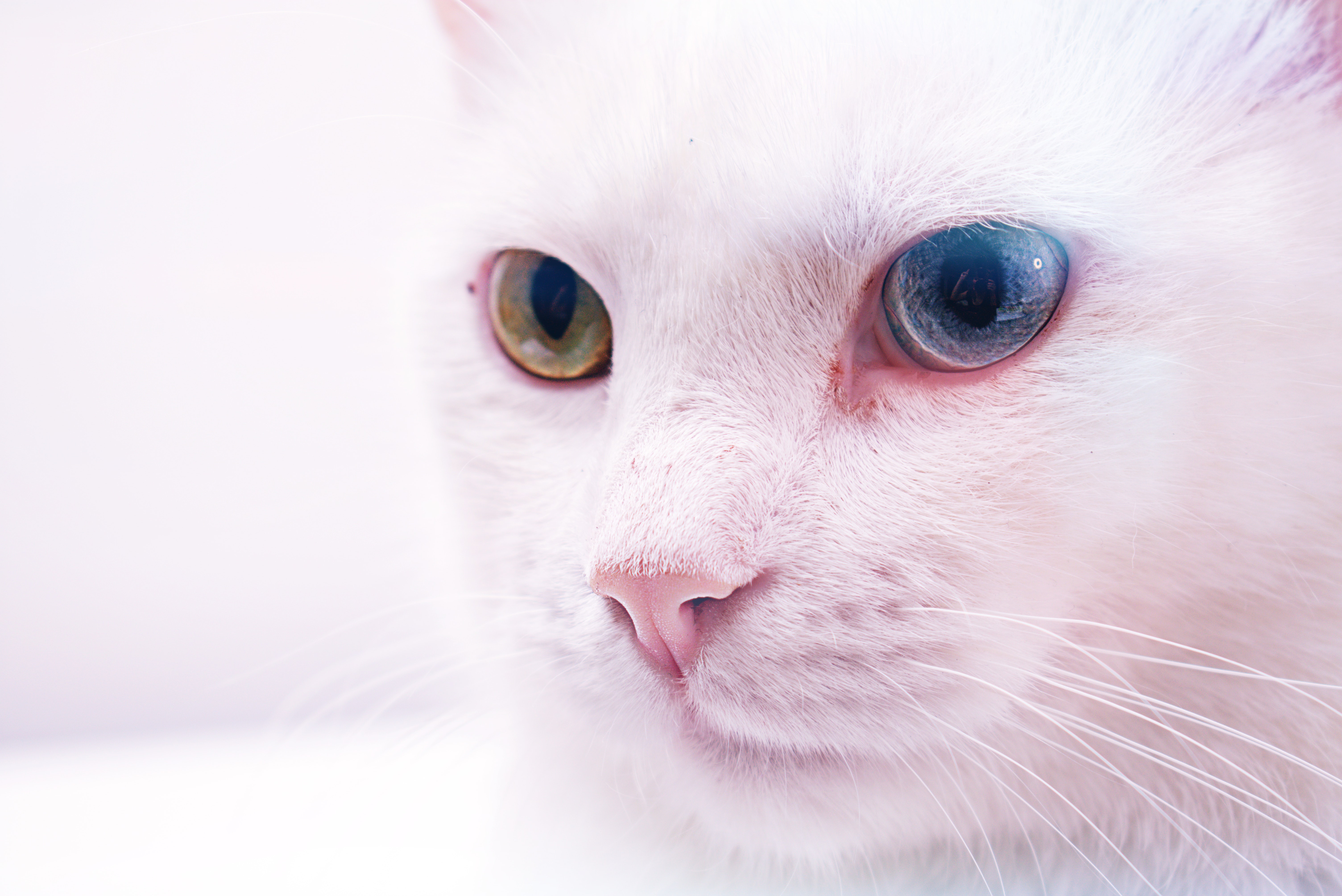 White Cat Colored Eyes