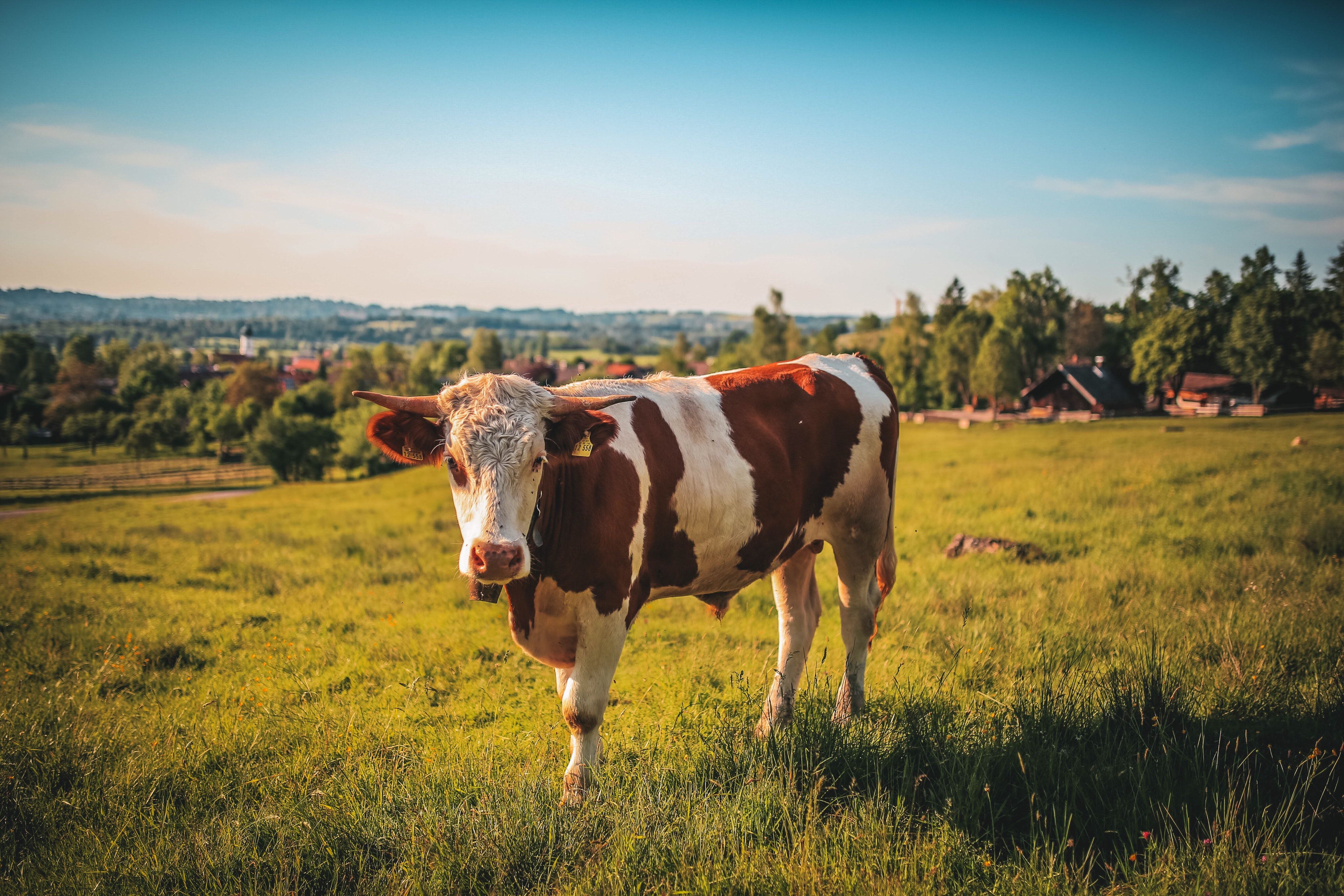 https://negativespace.co/wp-content/uploads/2018/09/negative-space-bull-farm-field-mountain-hill-grass-bright-tobi.jpg