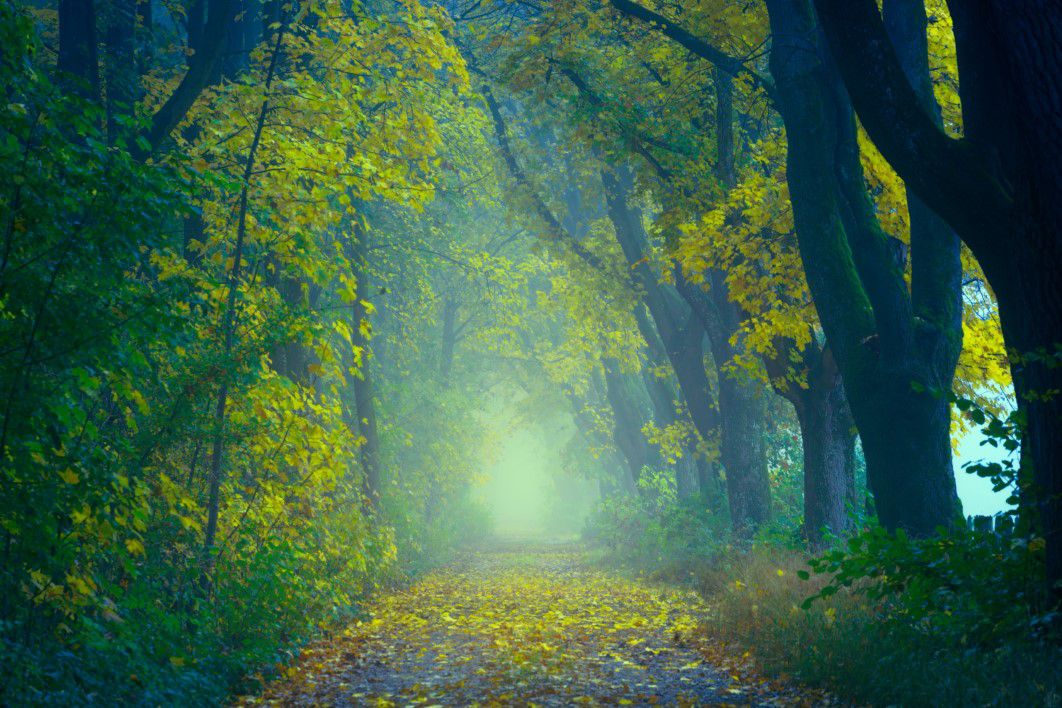 Enchanting Forest Walk