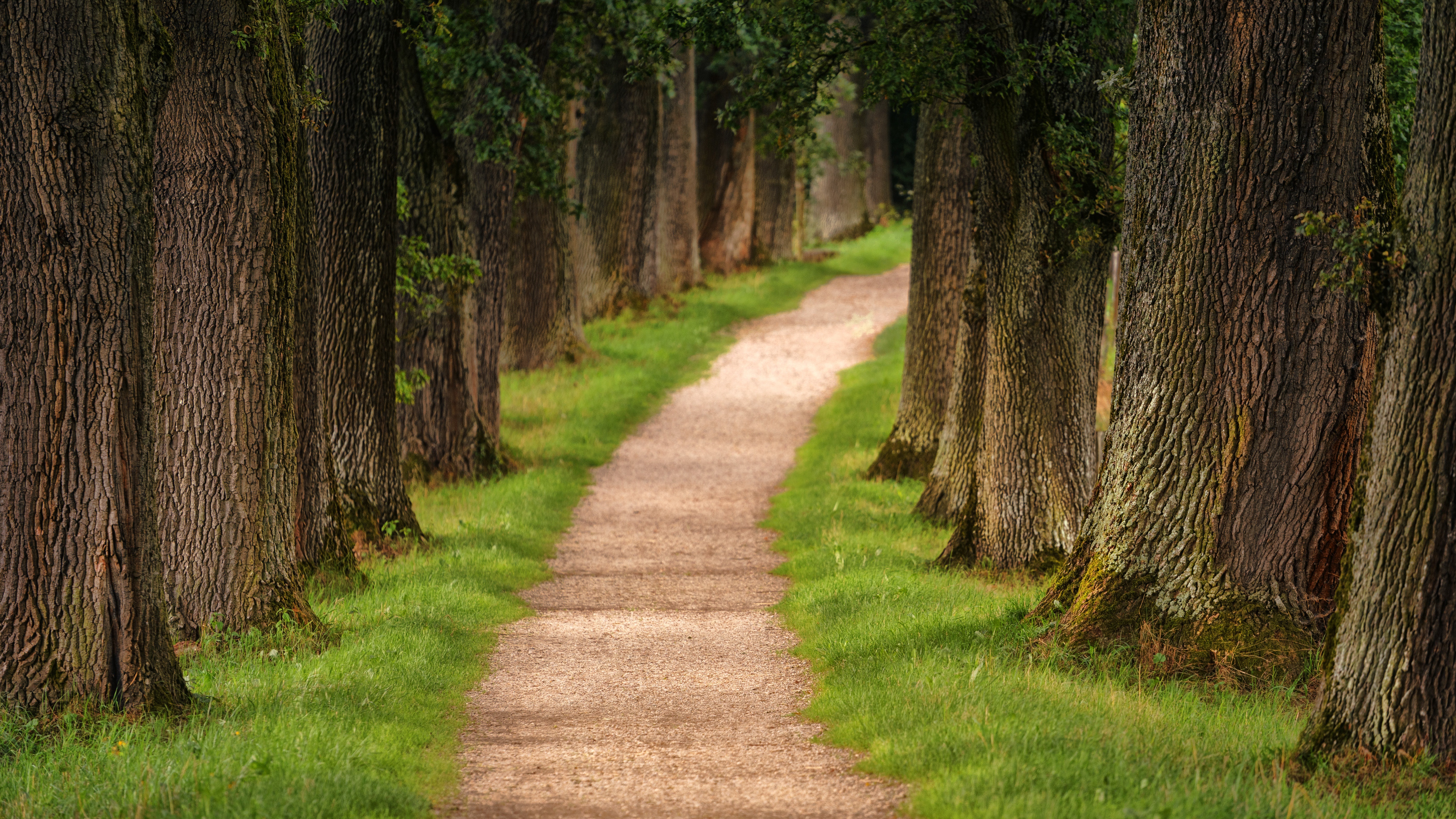 Park Walk Tree