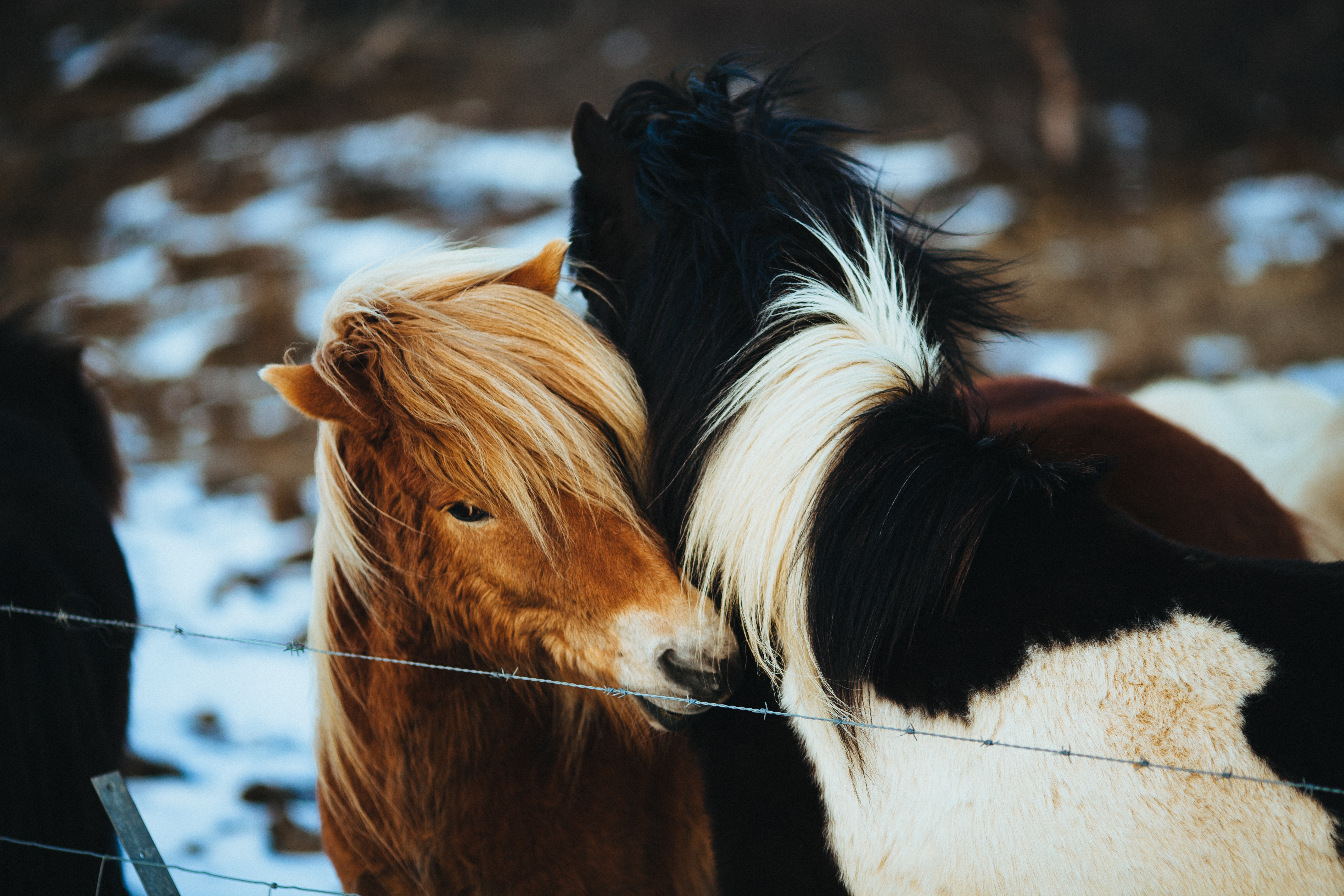 Horses Winter Field