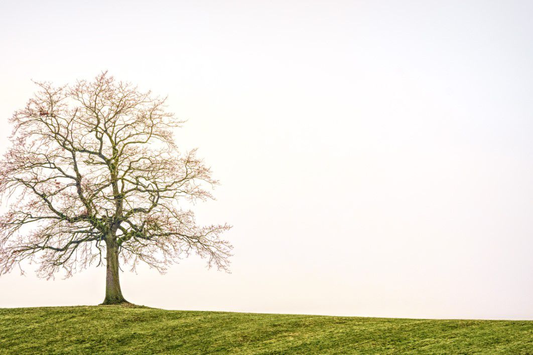 Lonely Tree Winter