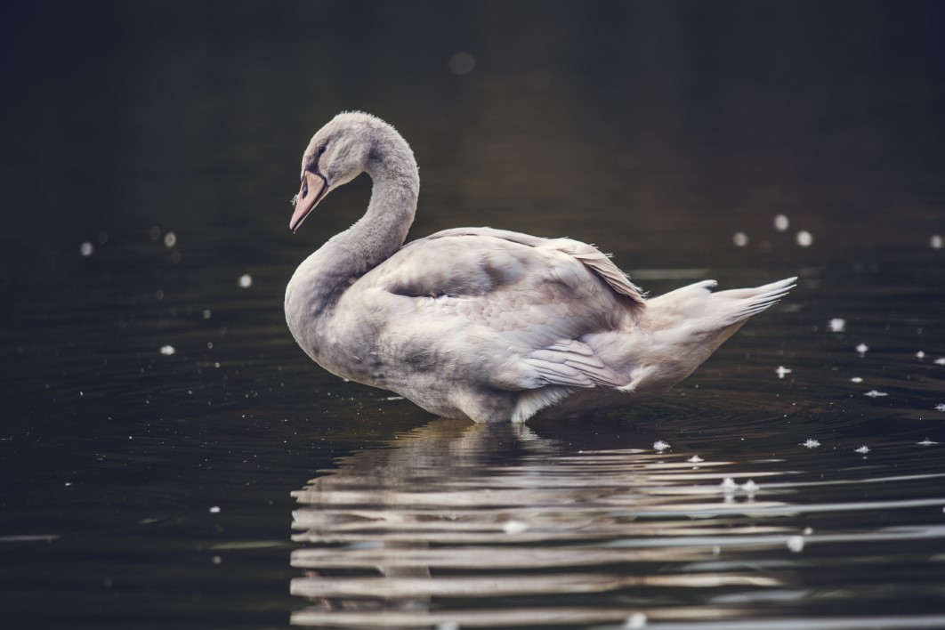 White Swan Water