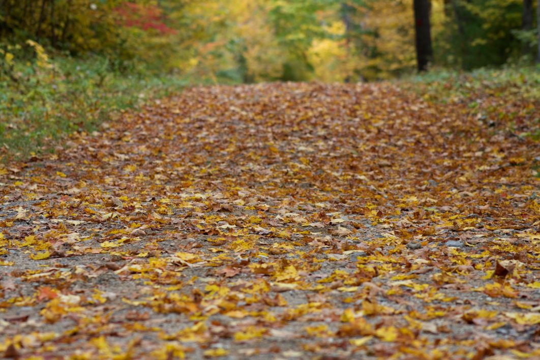Autumn Foliage Path