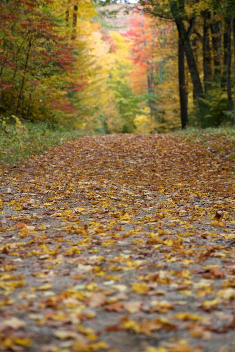 Autumn Foliage Path