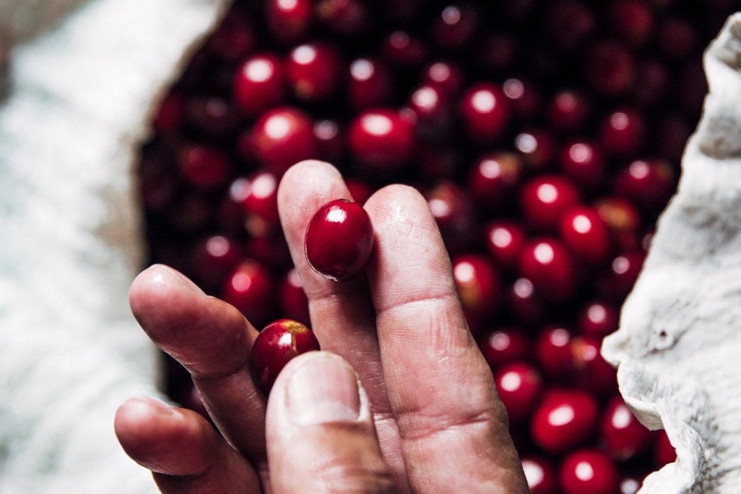 Holding Fresh Coffee Beans